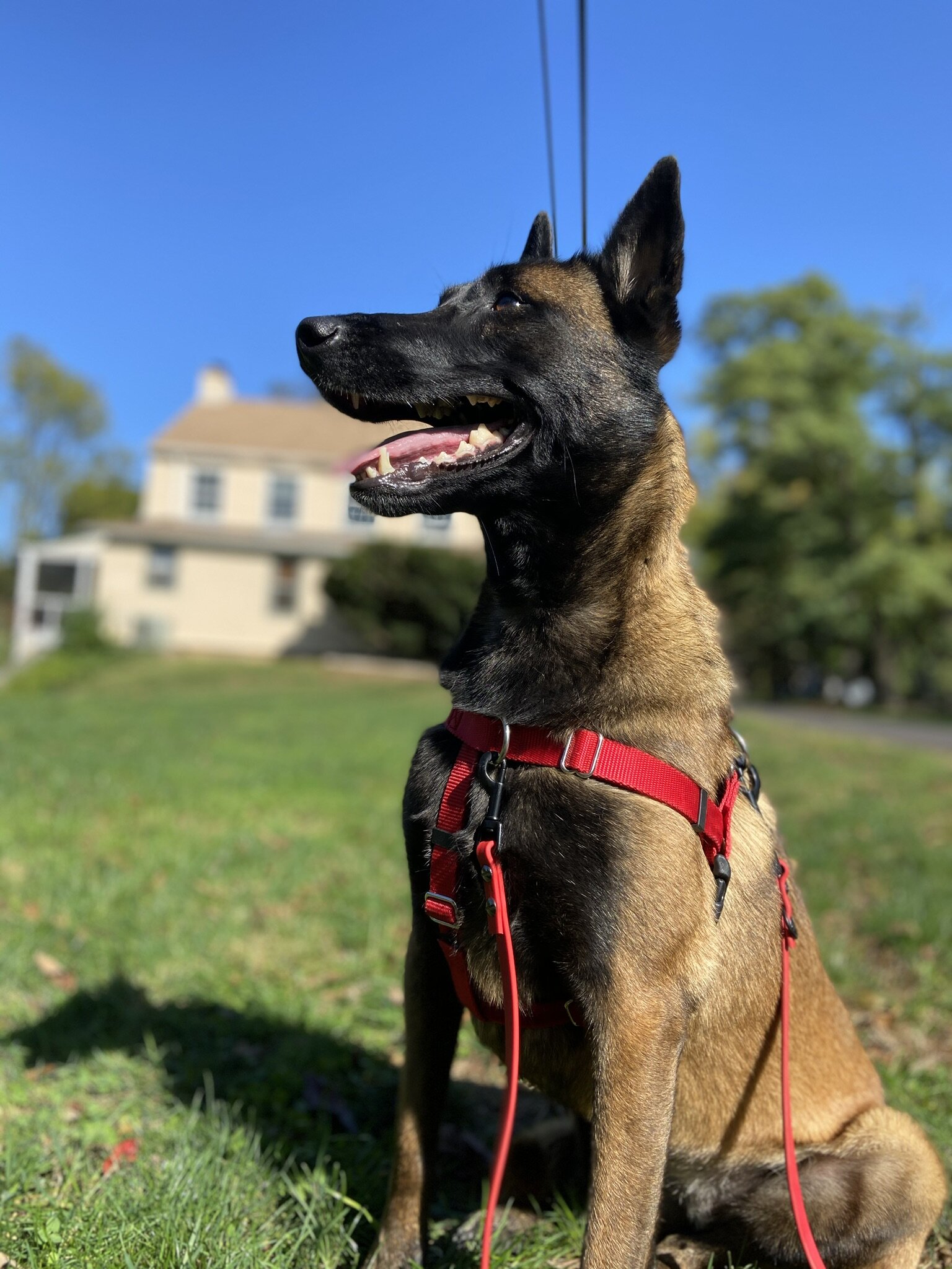 Front &amp; Back Harness Clip