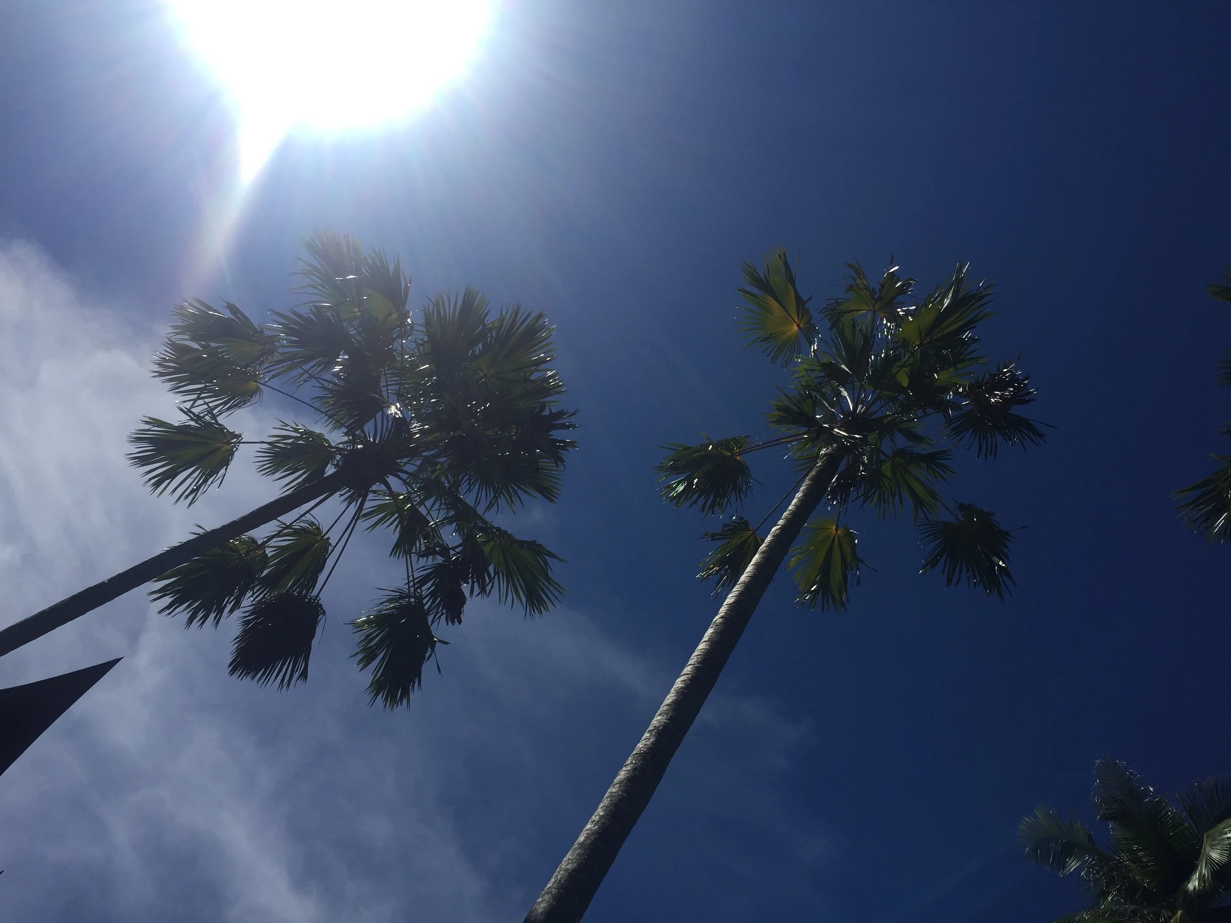 trees and sun.jpg