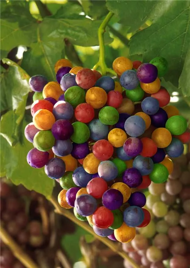 Finca Sandoval Bobal grapes.jpg