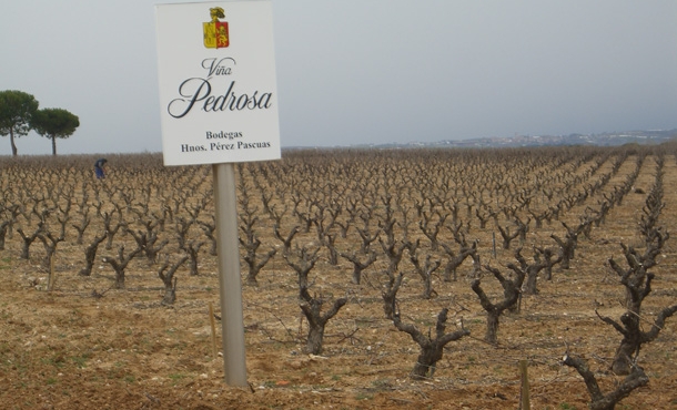 Great looking gnarled vines at Vina Pedrosa.