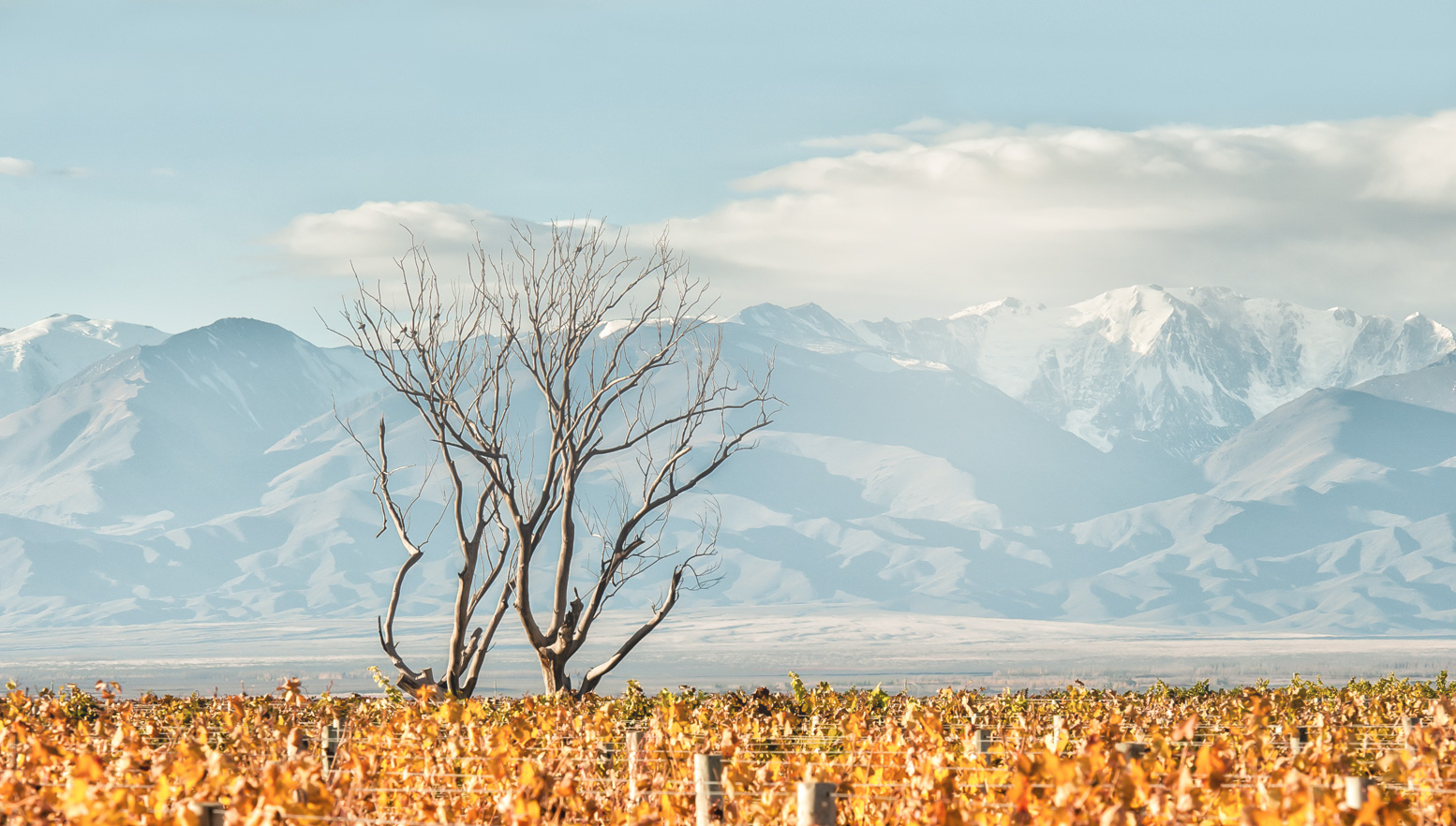 Gorgeous backdrop of the Andes MountIns at Corazon del Sol winery