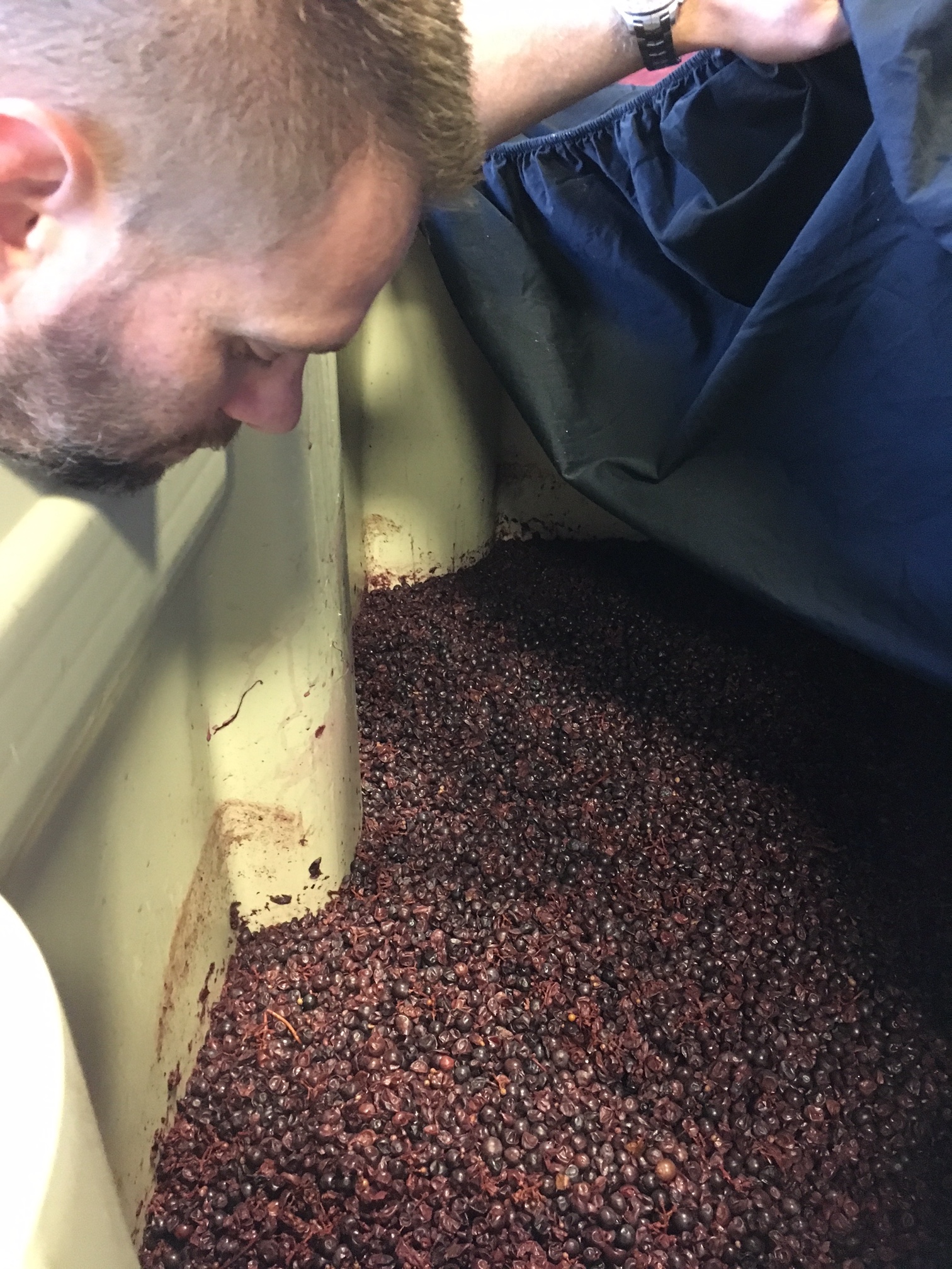 Brian Grasso checking on some of his fruit in a fermenter from the 2017 vintage. 