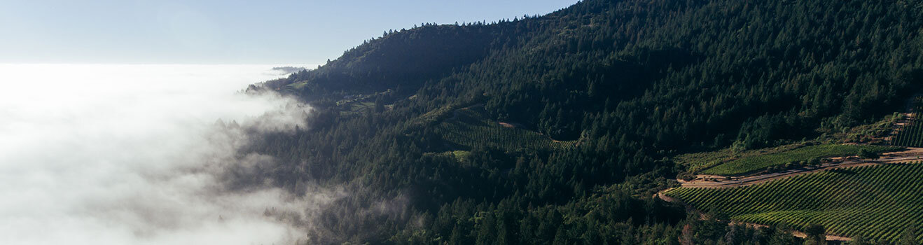 Mt. Brave Vineyard.jpg