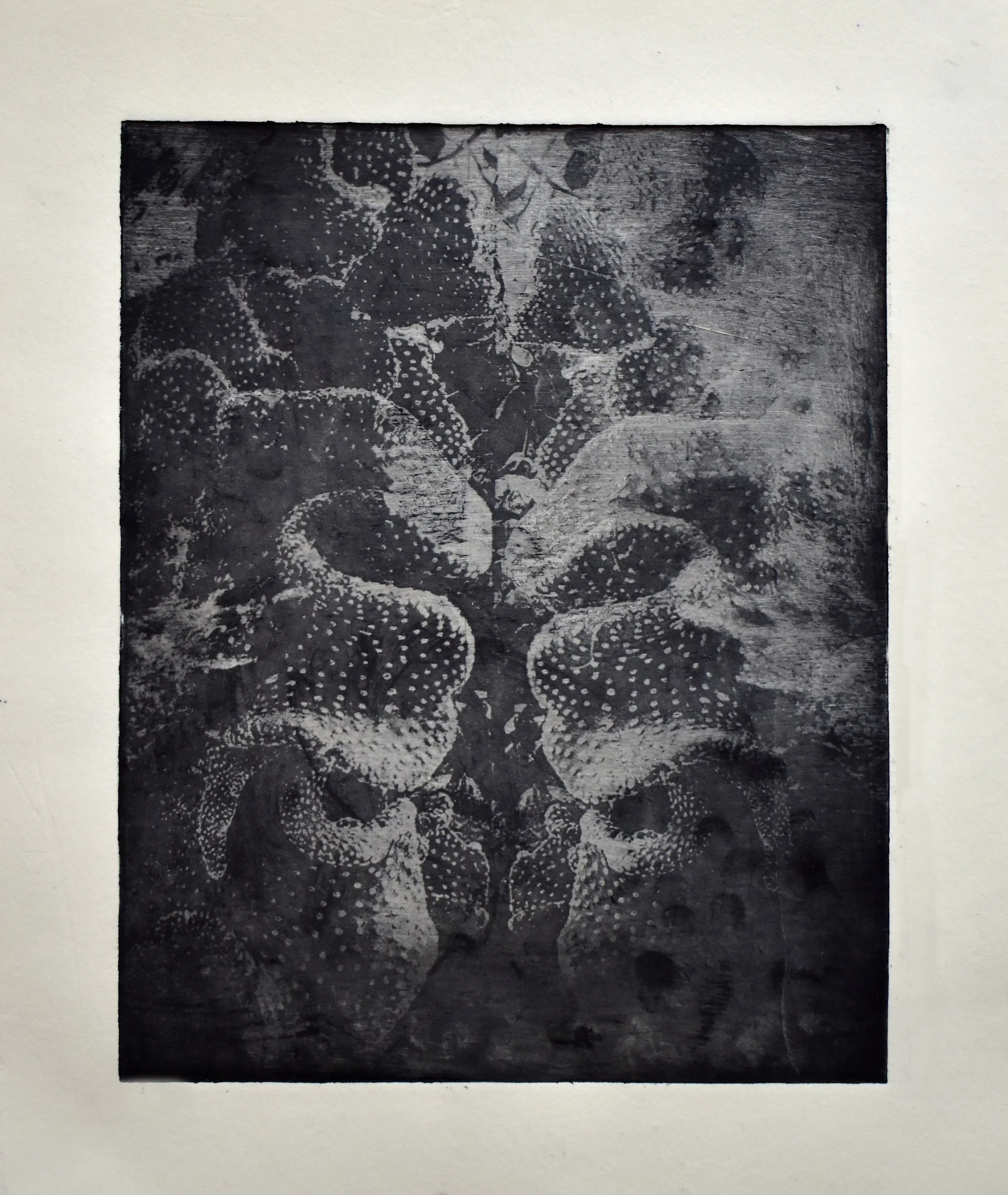 Study No. 7 (opuntia rufida Cristala), 2018. Photo-etching. Superposition of macroscopic photographs of the cctus opuntia rufida Cristala cactus (Madrid Botanical Garden, Spain)and a microscopic photograph of an abalone shell collected in Sintra, Portugal.