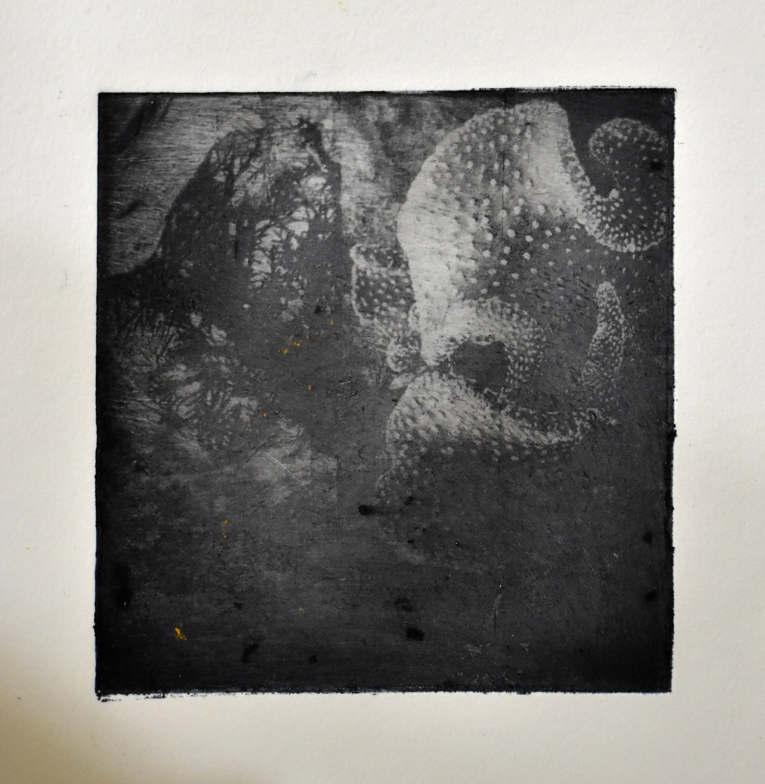 Photo etching test of macroscopic cactus and microscopic abalone shell imagery, 2018.