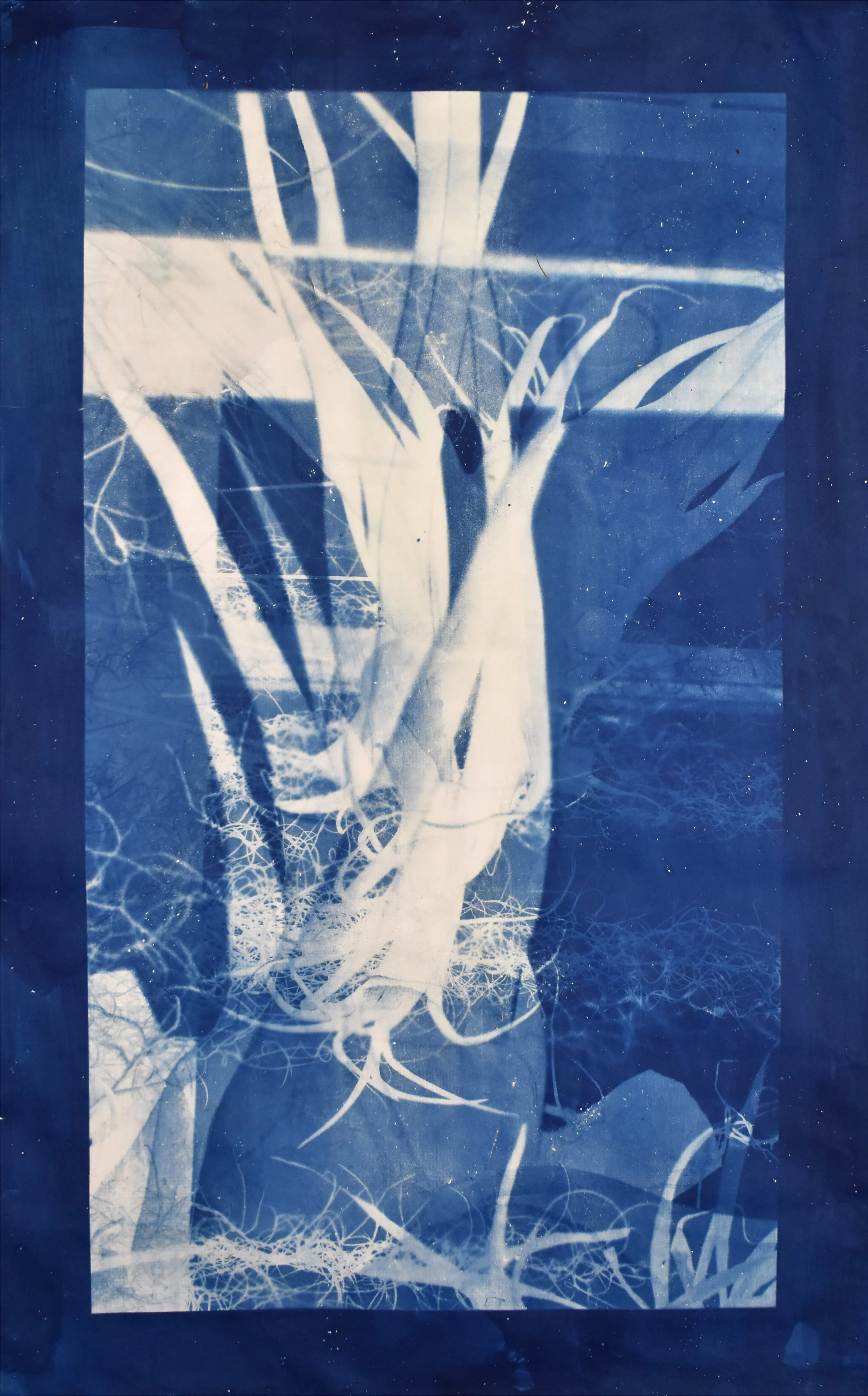Interlaced (cyan) No. 1 2019, series of 3 cyanotypes. Based on a superposition of macroscopic photographs taken of orchids, greenhouses of Versailles-Chèvreloup, France. 70cm x 150cm each.
