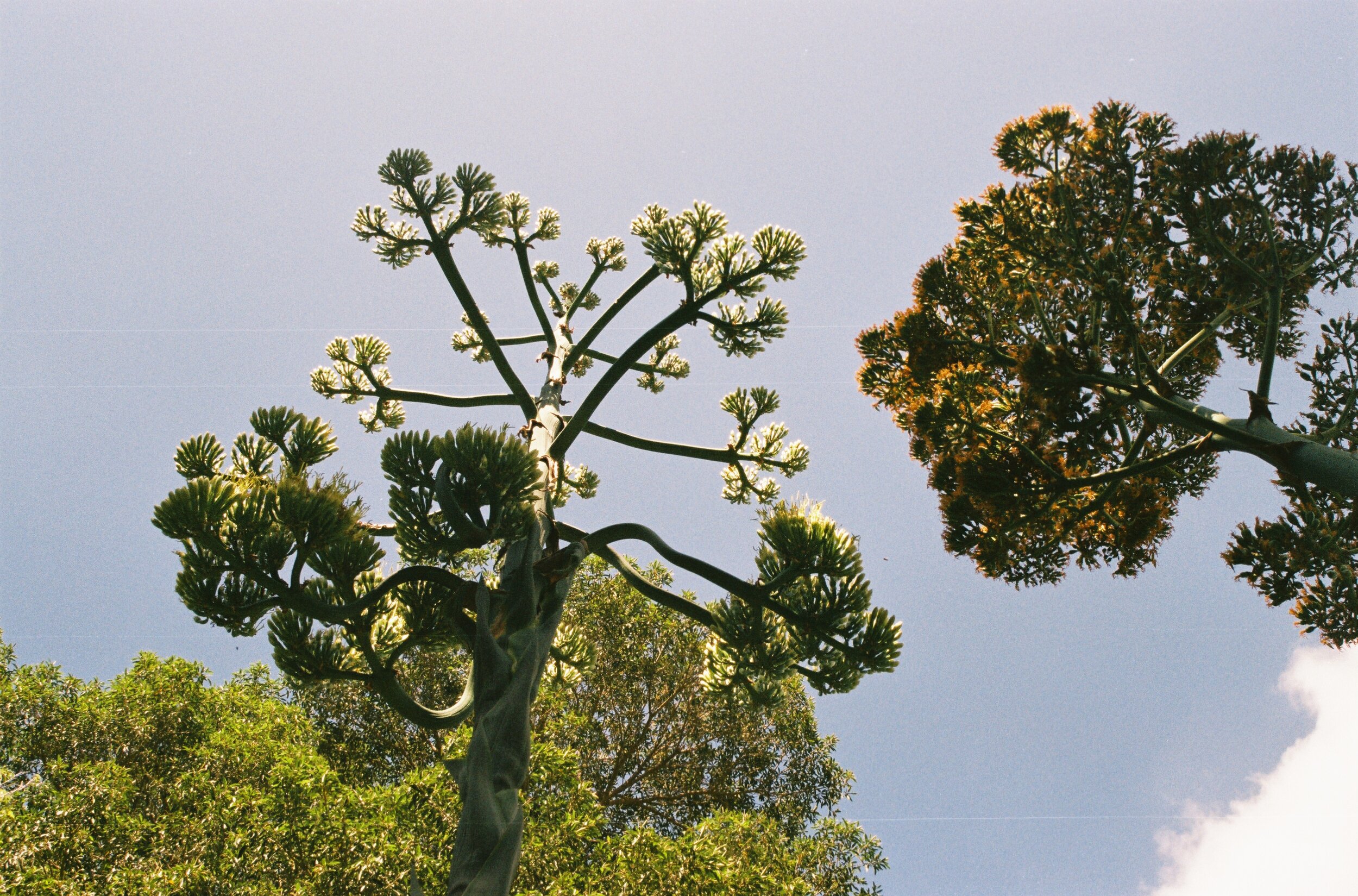 agave flower_sicily.JPG
