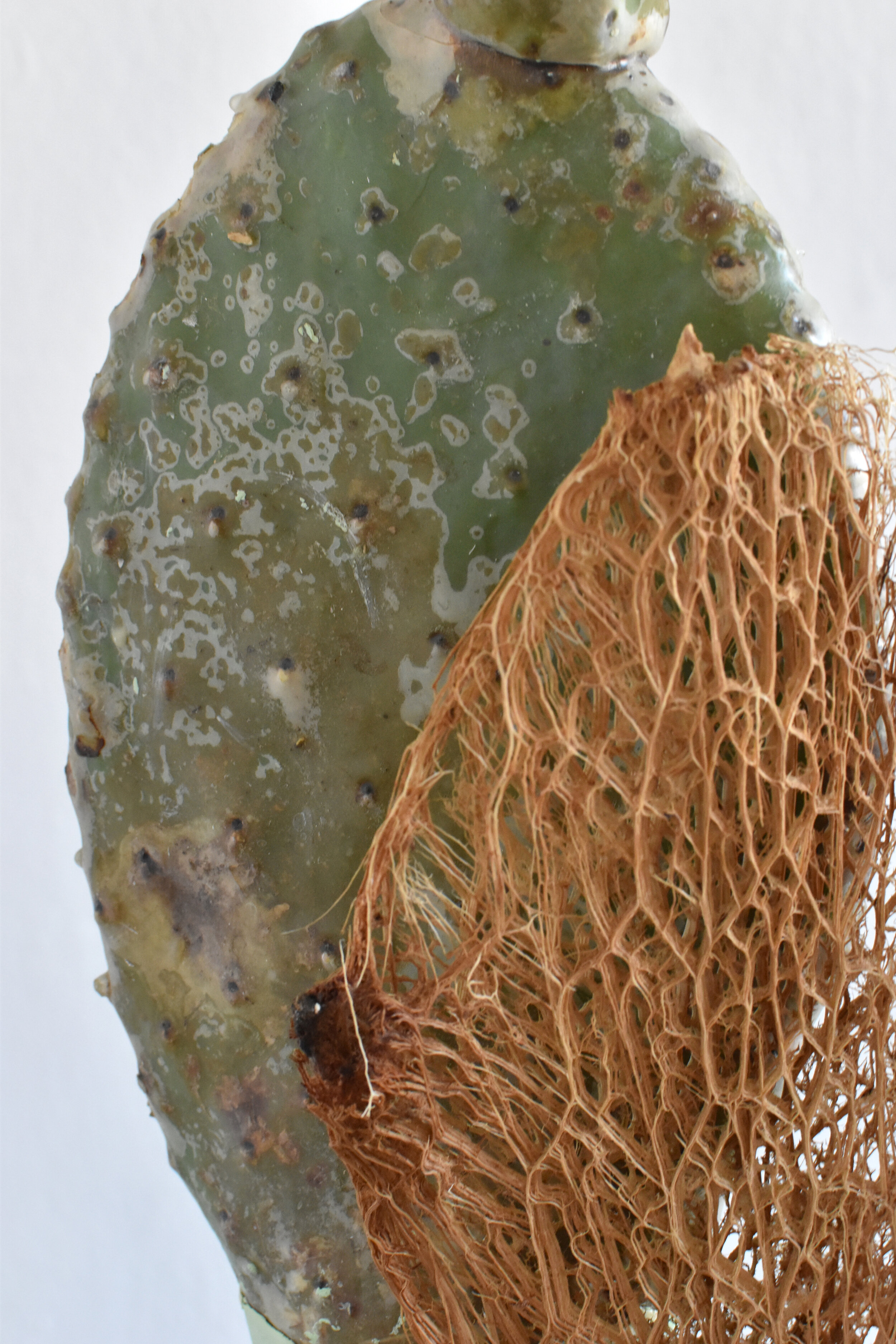 deracine_cactus_detail_1.jpg