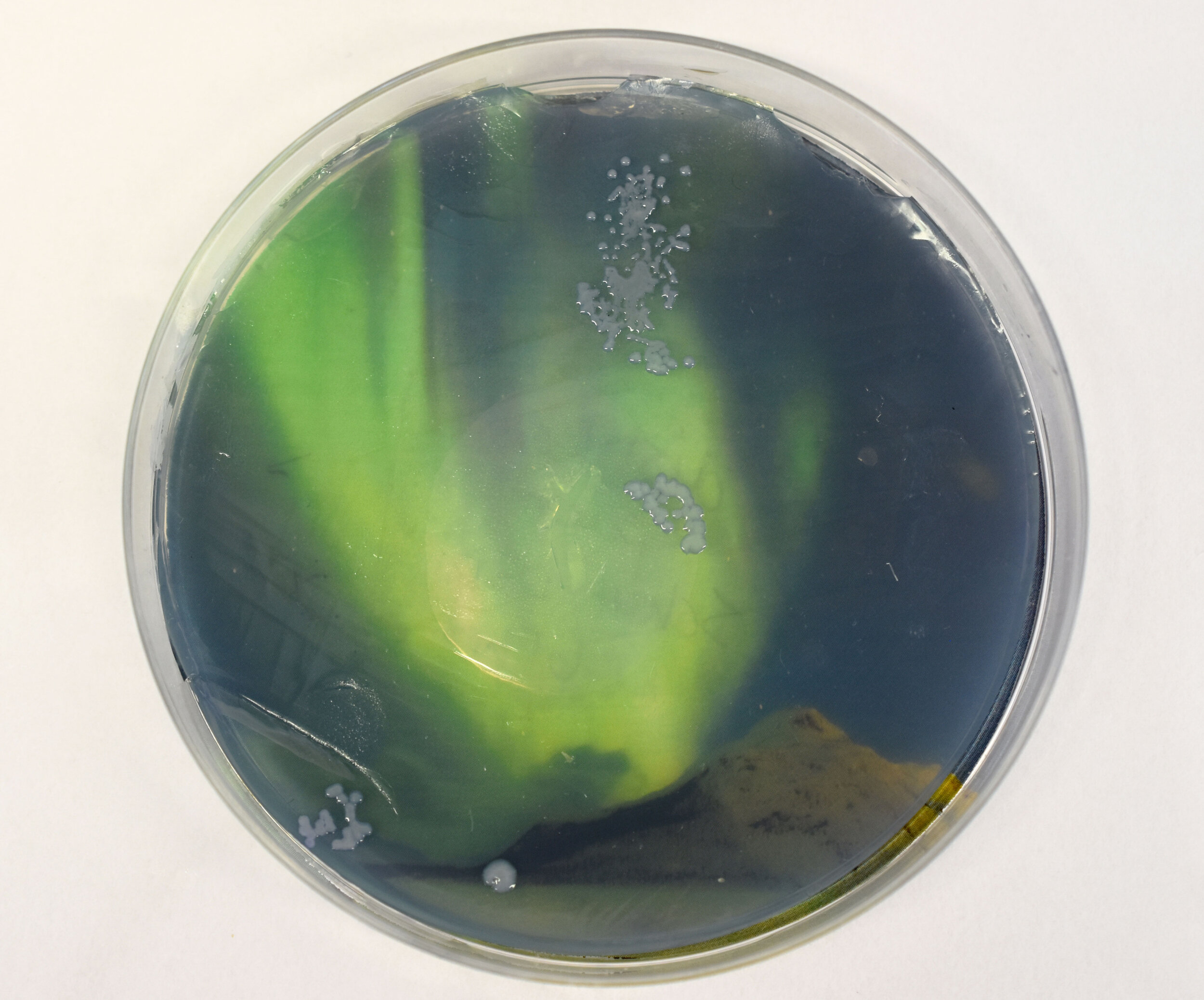 aurora-bacteria_2_for-web.jpg