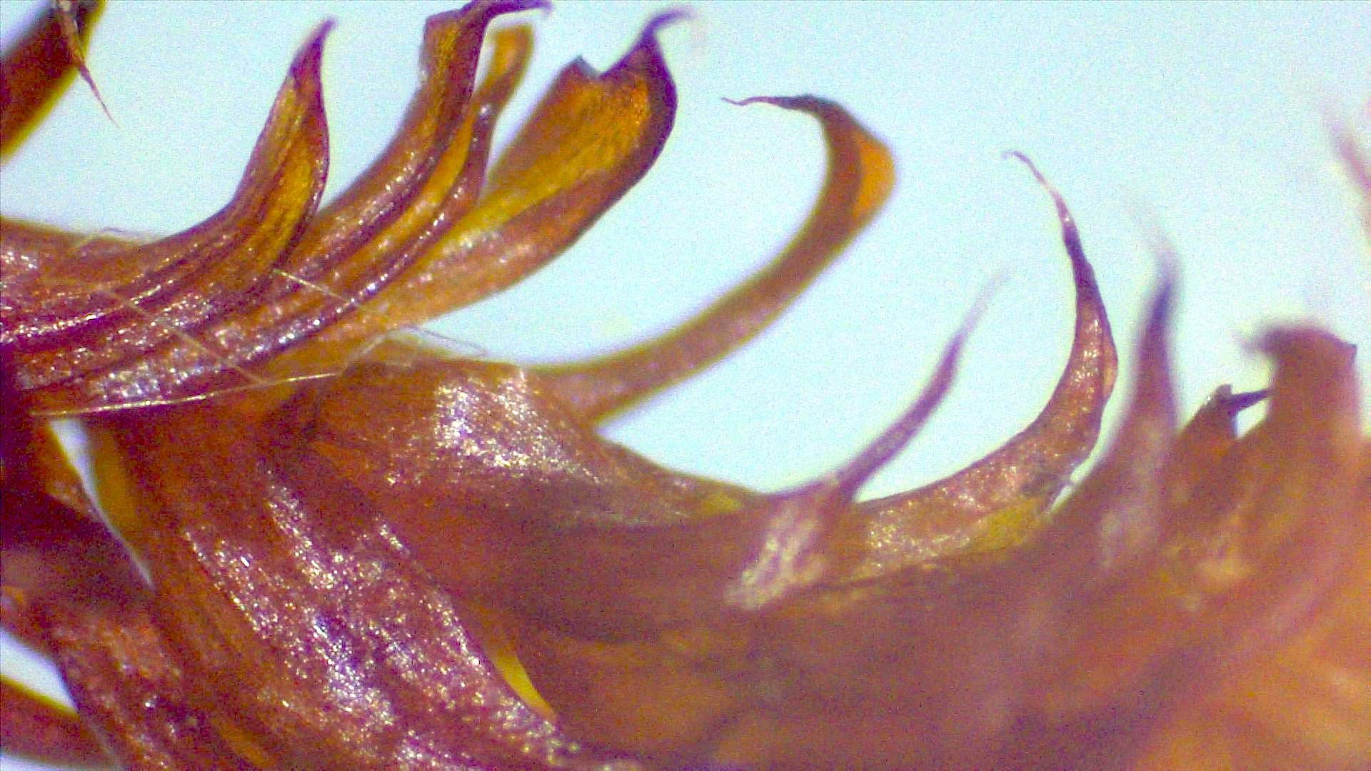Herbarium-moss_1003_for-web.jpg
