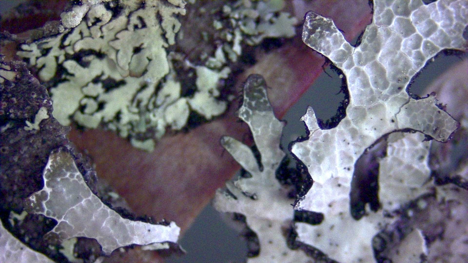 lichen-_birch-kilpisjarvi_3_5001_for-web.jpg