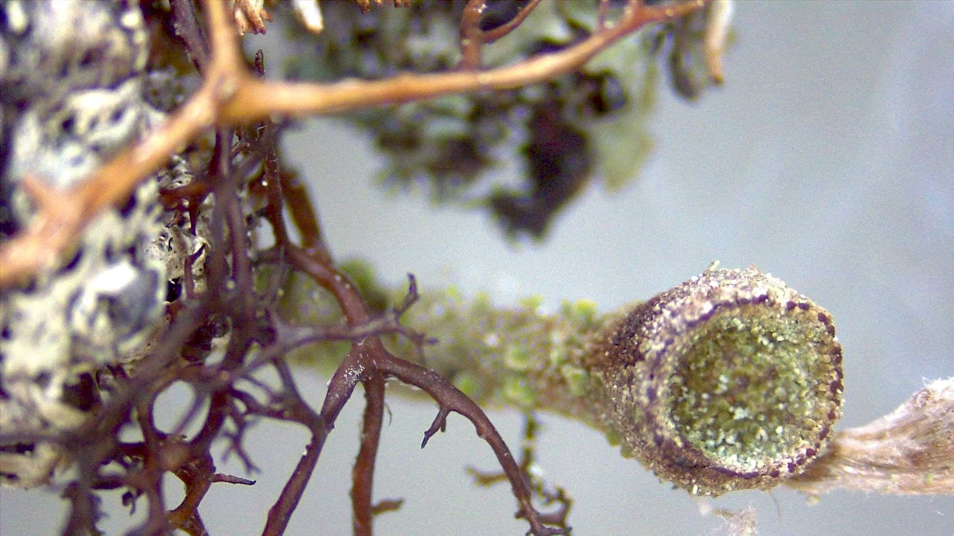 Malla-cup-lichen-entanglement002_for-web.jpg