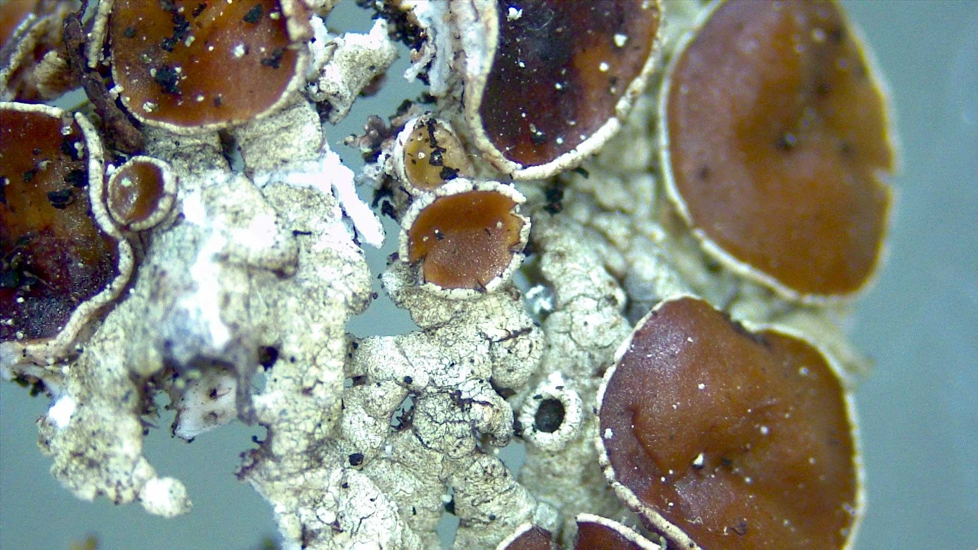 Malla-brown-spot-lichen001_for-web.jpg