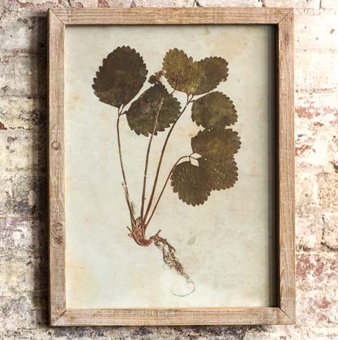 Vintage Style Framed Botanical Print decorations+in+home+.jpg