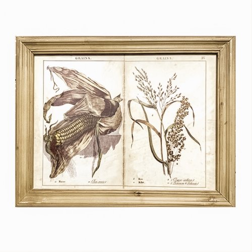 Set of Two Framed Grains and Grasses Prints