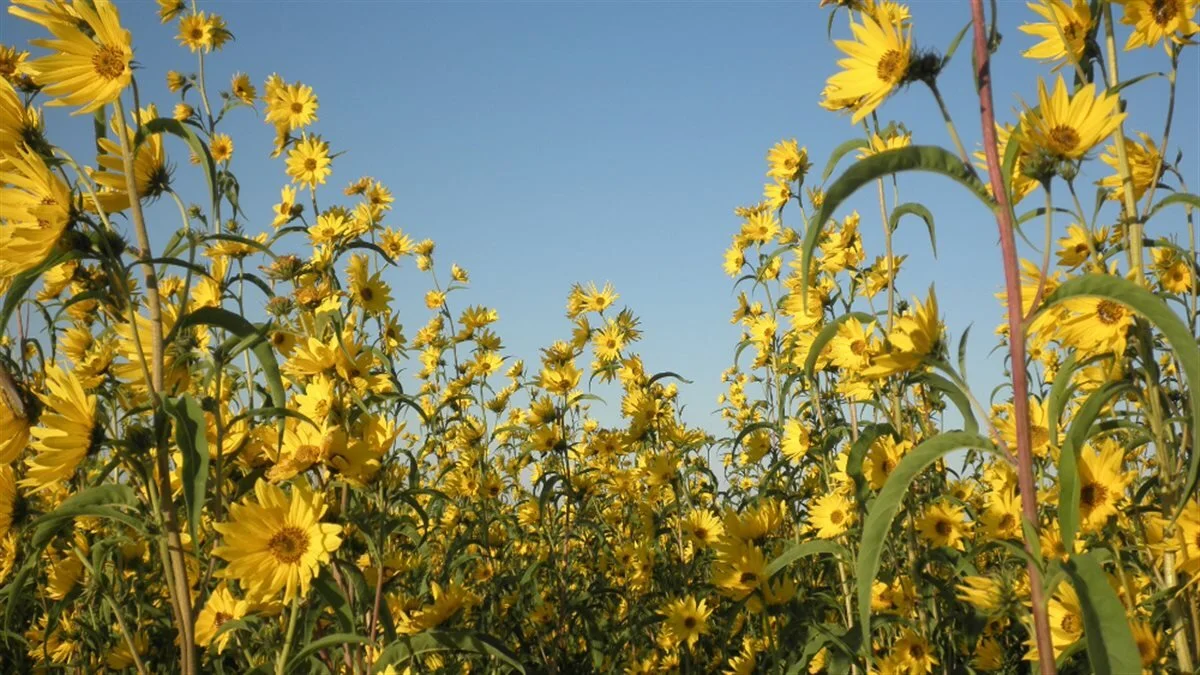 sunflower.jpeg