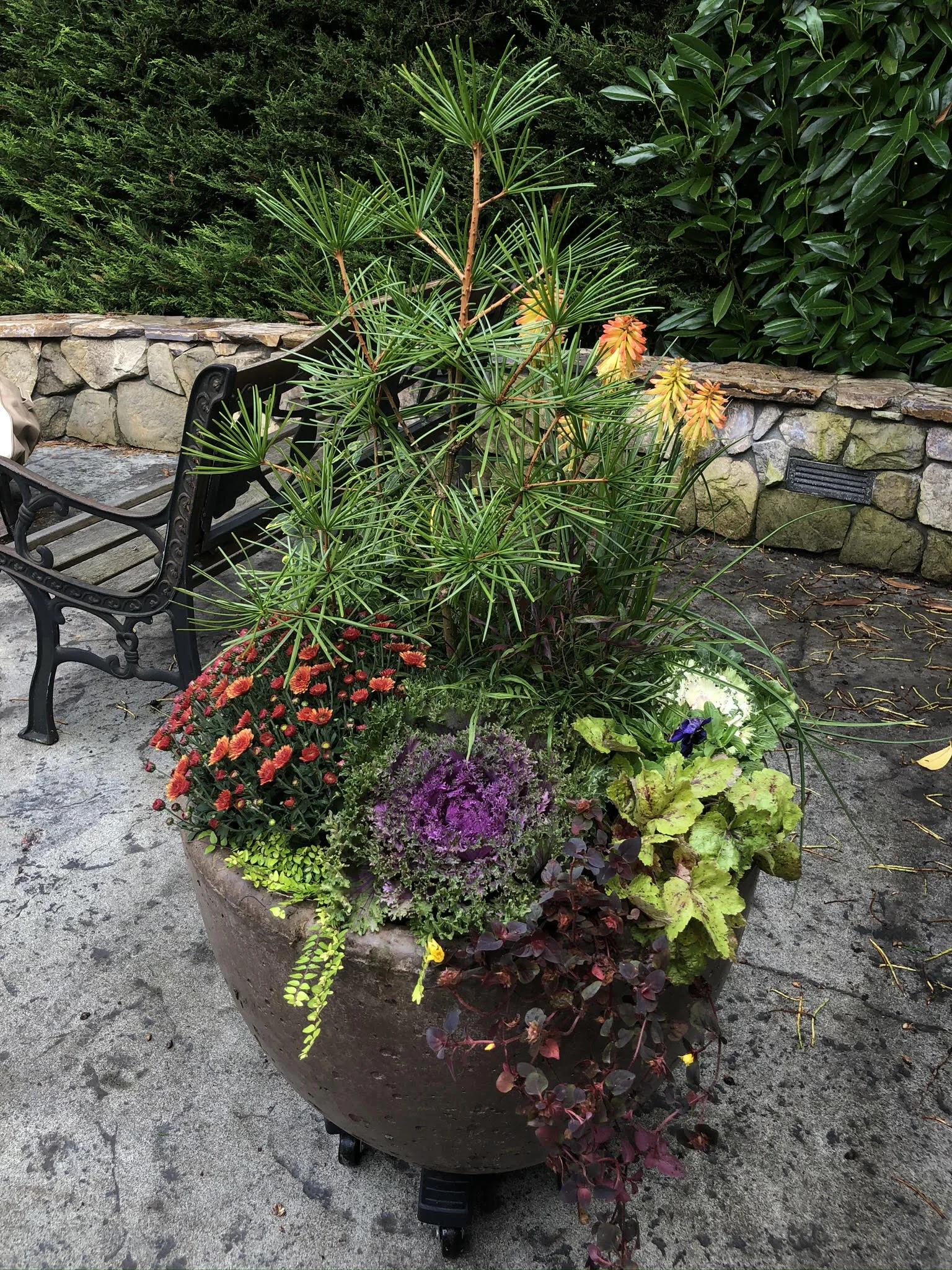 Fall installation with a very unique, prehistoric tree: Sciadopitys verticillata!