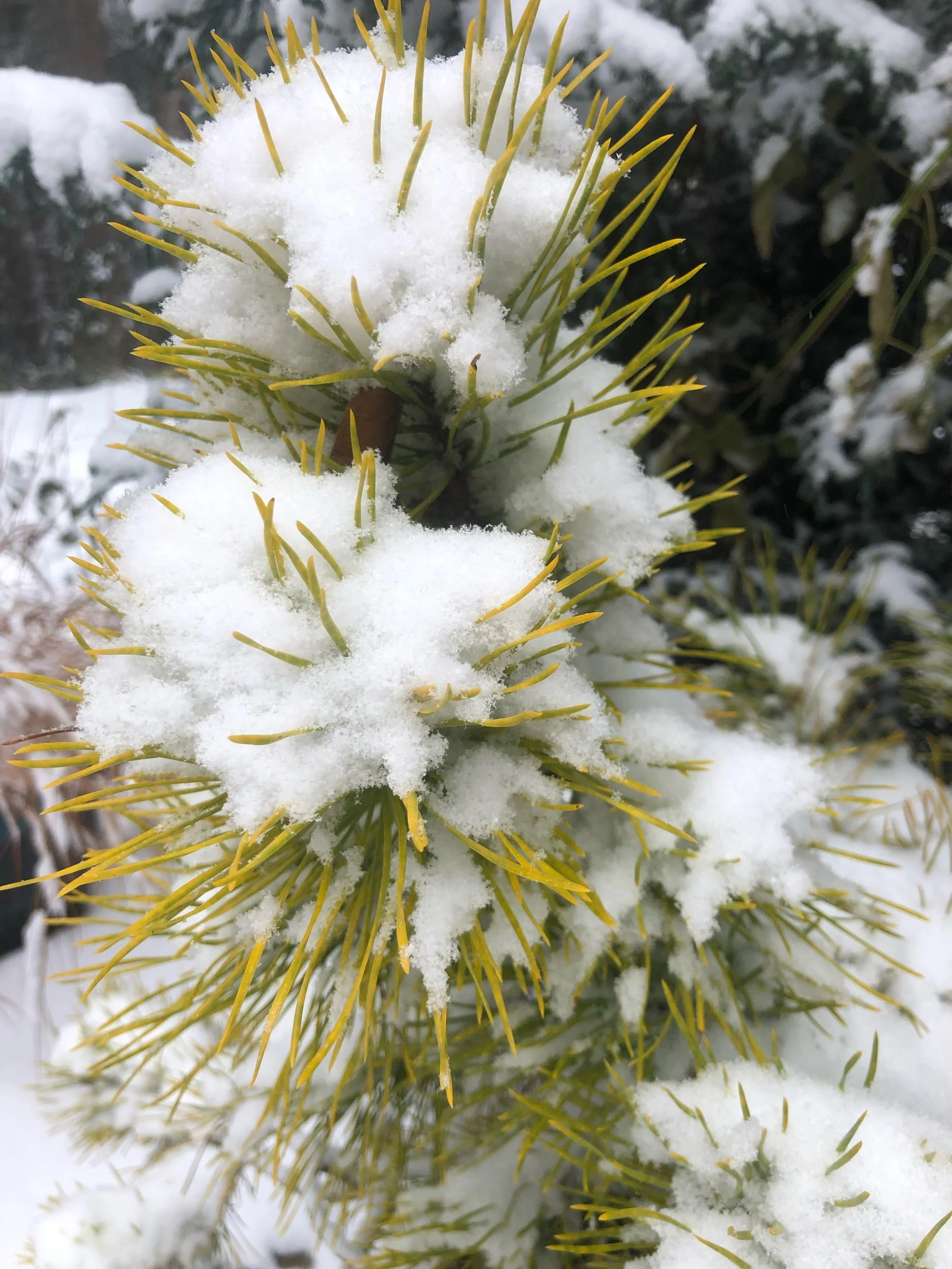 Preparing for the Pacific Northwest Winter