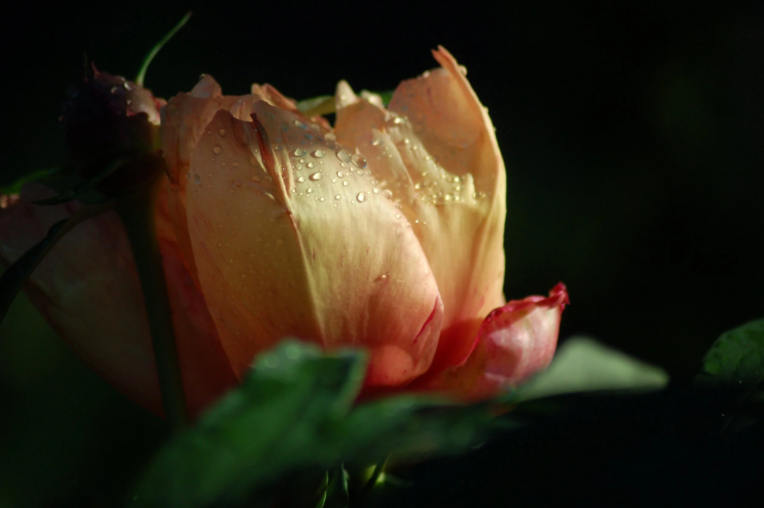 DSC_0353.JPEG