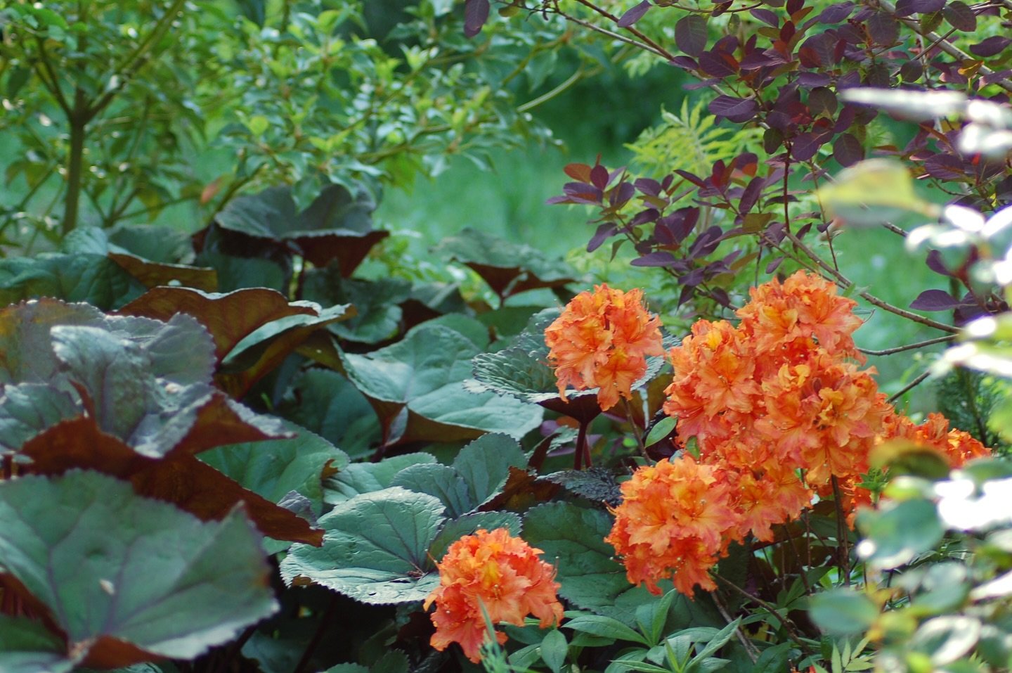 #blessthismess #cramscaping #pnwgarden #botanistaplantpick