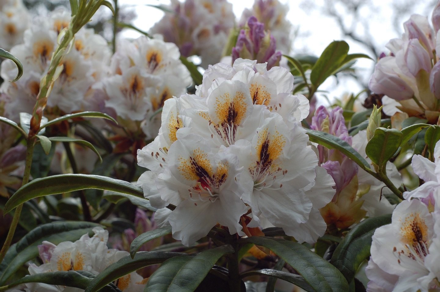 Happy Mother&rsquo;s Day! Perfect weather for a stroll at Whitney Gardens in Brinnon #rhododendron  #pnwgarden #springflowers #botanistaplantpick