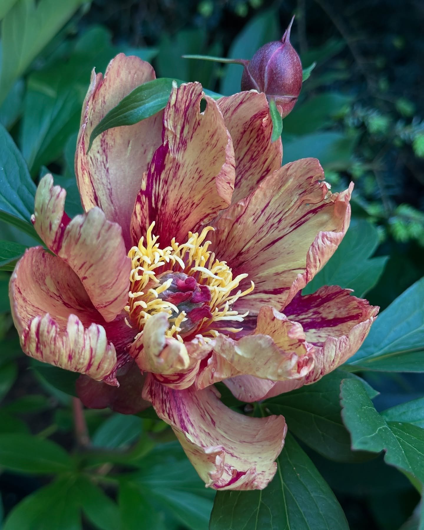 Random shots from around the garden #pnwgardening #itohpeony #goldenspruce #clematis #staranise #astrantia #smokebush #heirloomroses #deshojomaple #rhododendron