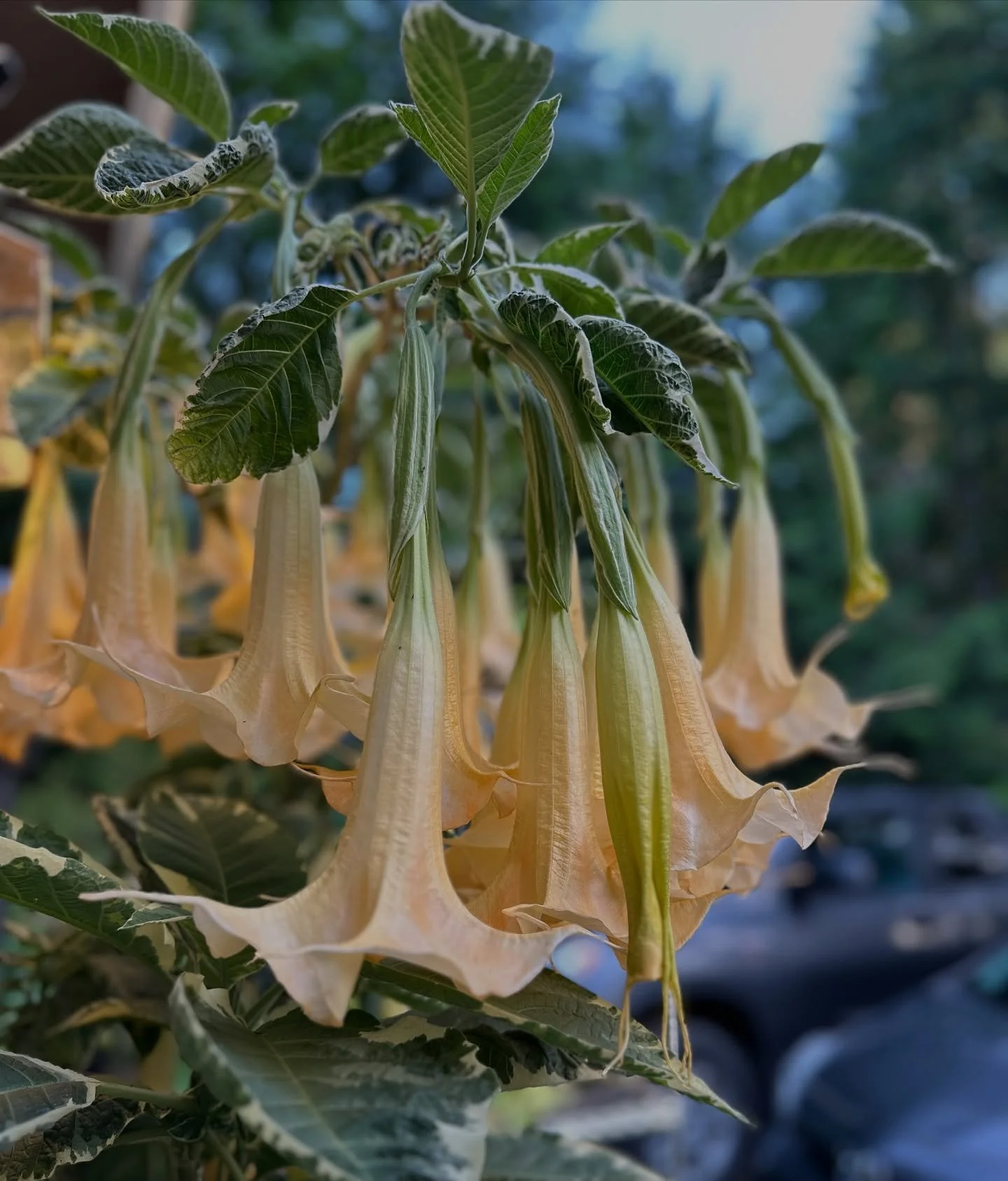 I have been overwintering this variegated #brugmansia for ten years in my garage. It towers over me at 9’ and the flowers- oooooo boy, at night the heady perfume is otherworldly. Do. Not. Eat. #bliss #summerflowers #fragrant #botanistaplantpick