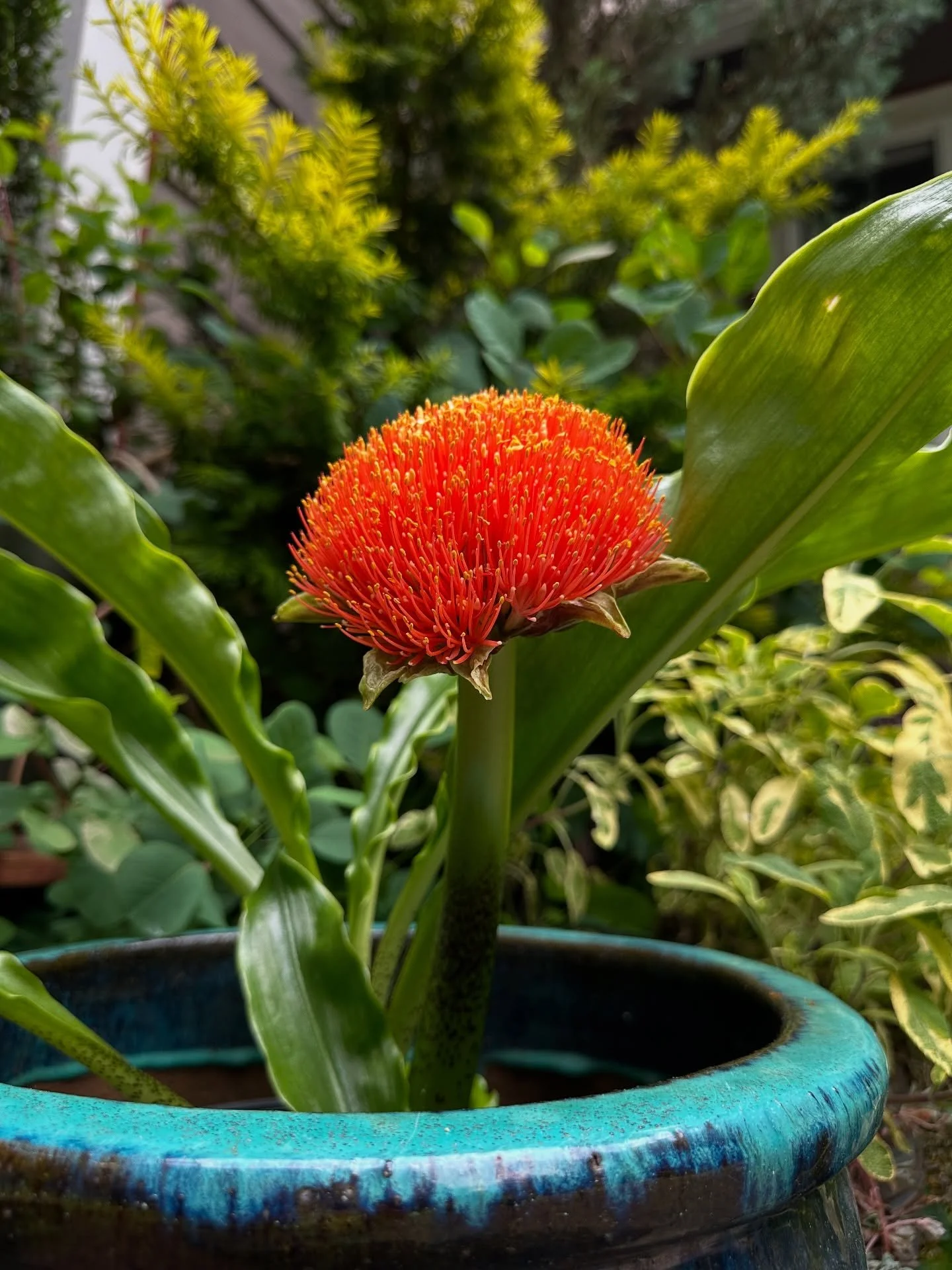 Get a look at this living firework or a plant: Scadoxus multiflorus! Hailing from the Amaryllidaceae family, this African bulb really puts on a show. #scadoxusmultiflorus #scadoxus #floweringbulbs #botanistaplantpick