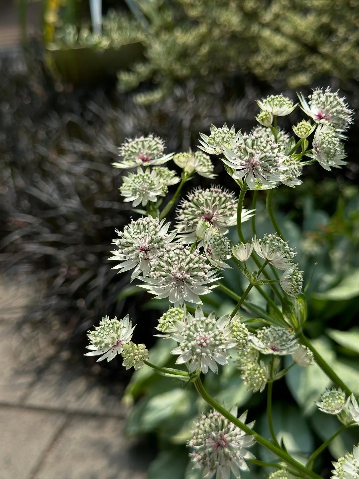 A favorite woodland perennial of mine, Astrantia major ‘White Giant’, really pops in front of the black mondo grass #astrantia #pnwgarden #botanistaplantpick