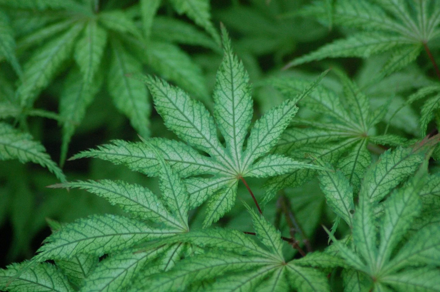 The reticulated foliage of ‘White Peaches’ has a calming effect on me. It’s time to go outside, hug a tree, and touch grass #japanesemaple #pnwgarden #foliage
