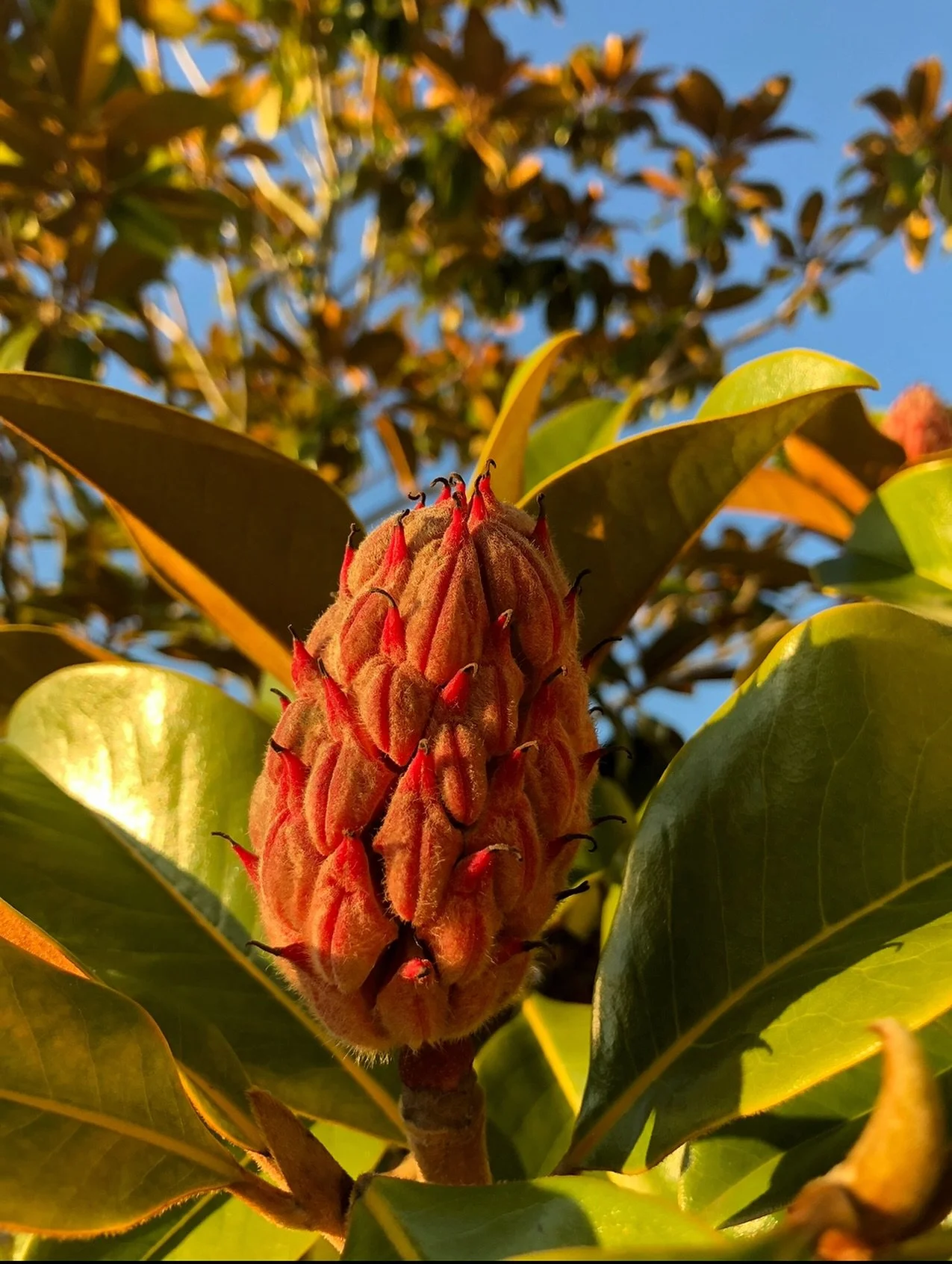 The fruit of Magnolias are so cool and alien. The golden light bouncing off the shiny evergreen leaves of this Southern Magnolia is so warm and inviting. Just wait until the red seeds pop out of the large pod! #magnolia #pnwgardening #botanistaplantp