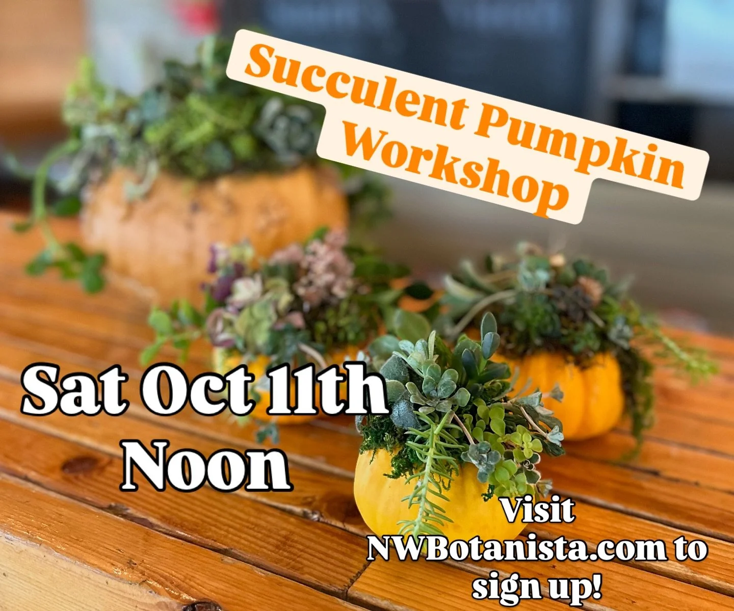 It’s time to turn an ordinary pumpkin into a work of living art! Bring your pumpkin and join me at Friends and Neighbors Brewing in Kingston and we’ll create beautiful succulent-topped arrangements that last for months. Instead of carving