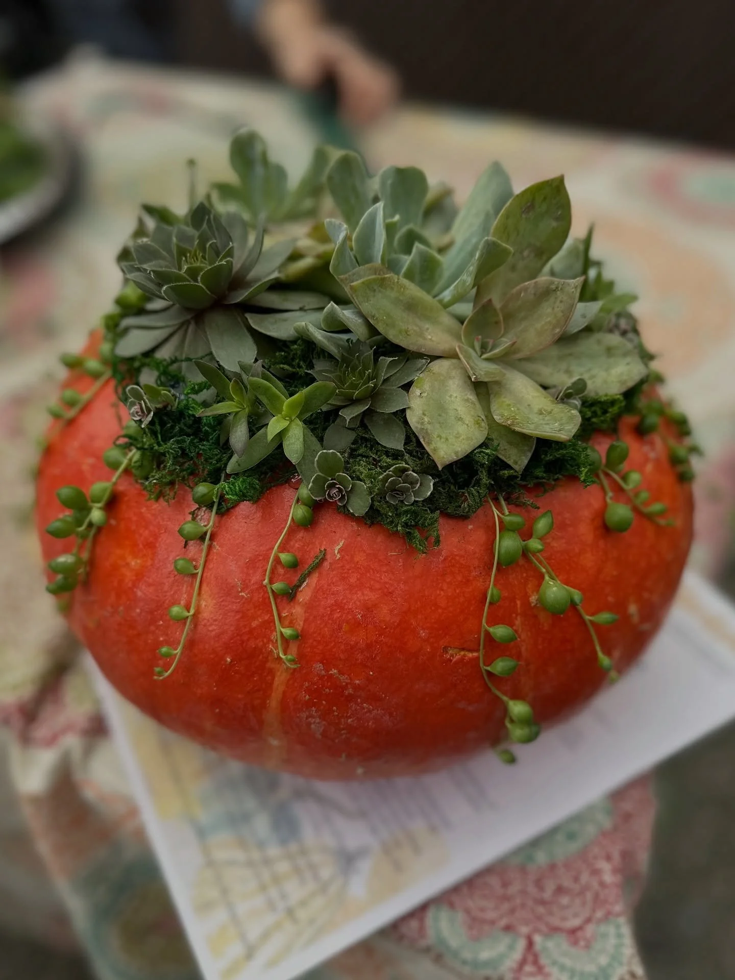 Save your spot today for the Succulent Pumpkin Workshop! Link in bio or visit nwBotanista.com #botanistaworkshop