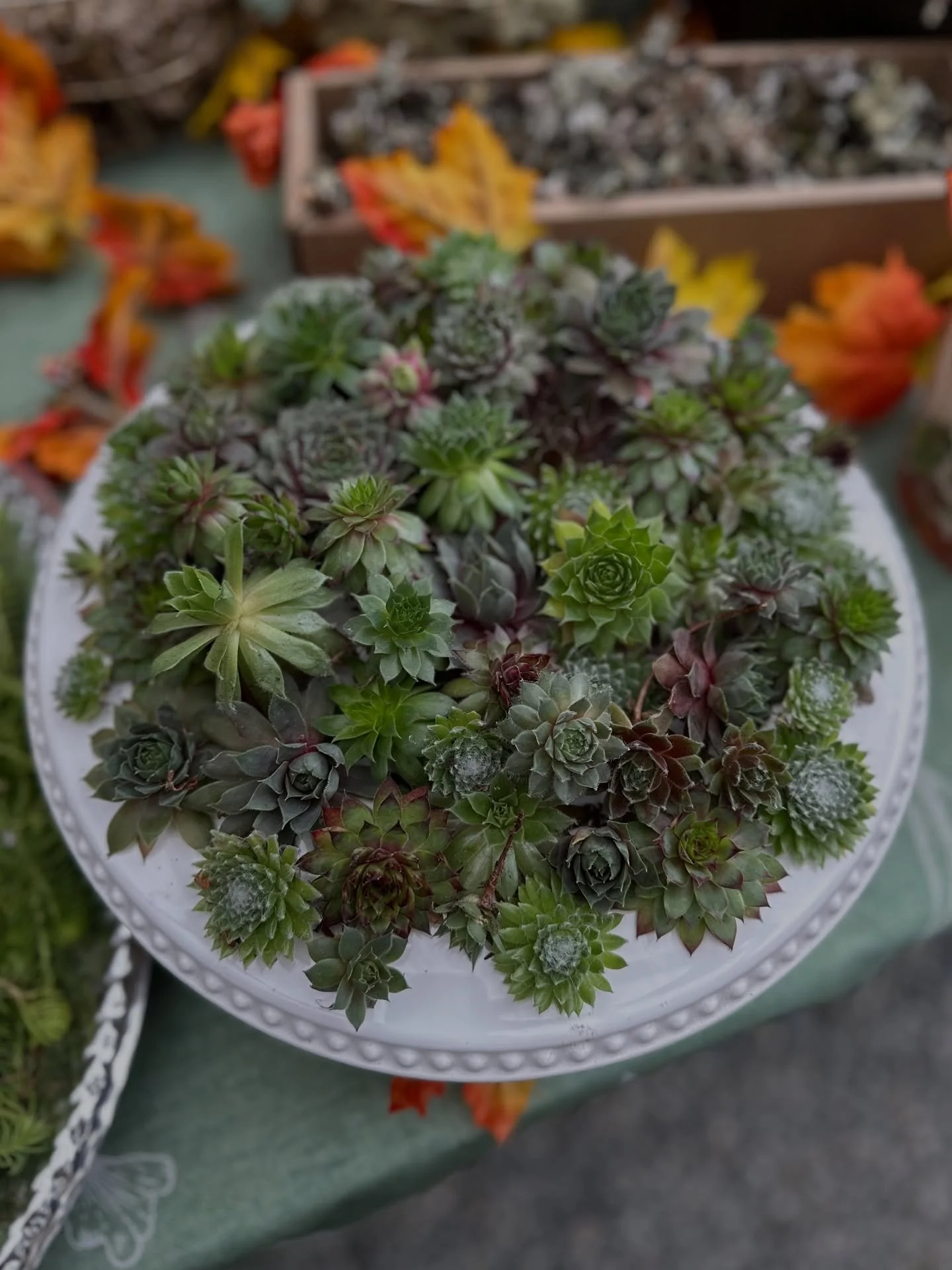 What a blast! The Succulent Pumpkin Workshop at Friends and Neighbors Brewing (Downpour) in Kingston was a great success! Thank you to all who came, your creativity is inspiring. Join the mailing list for early signups for the upcoming Christmas Wrea