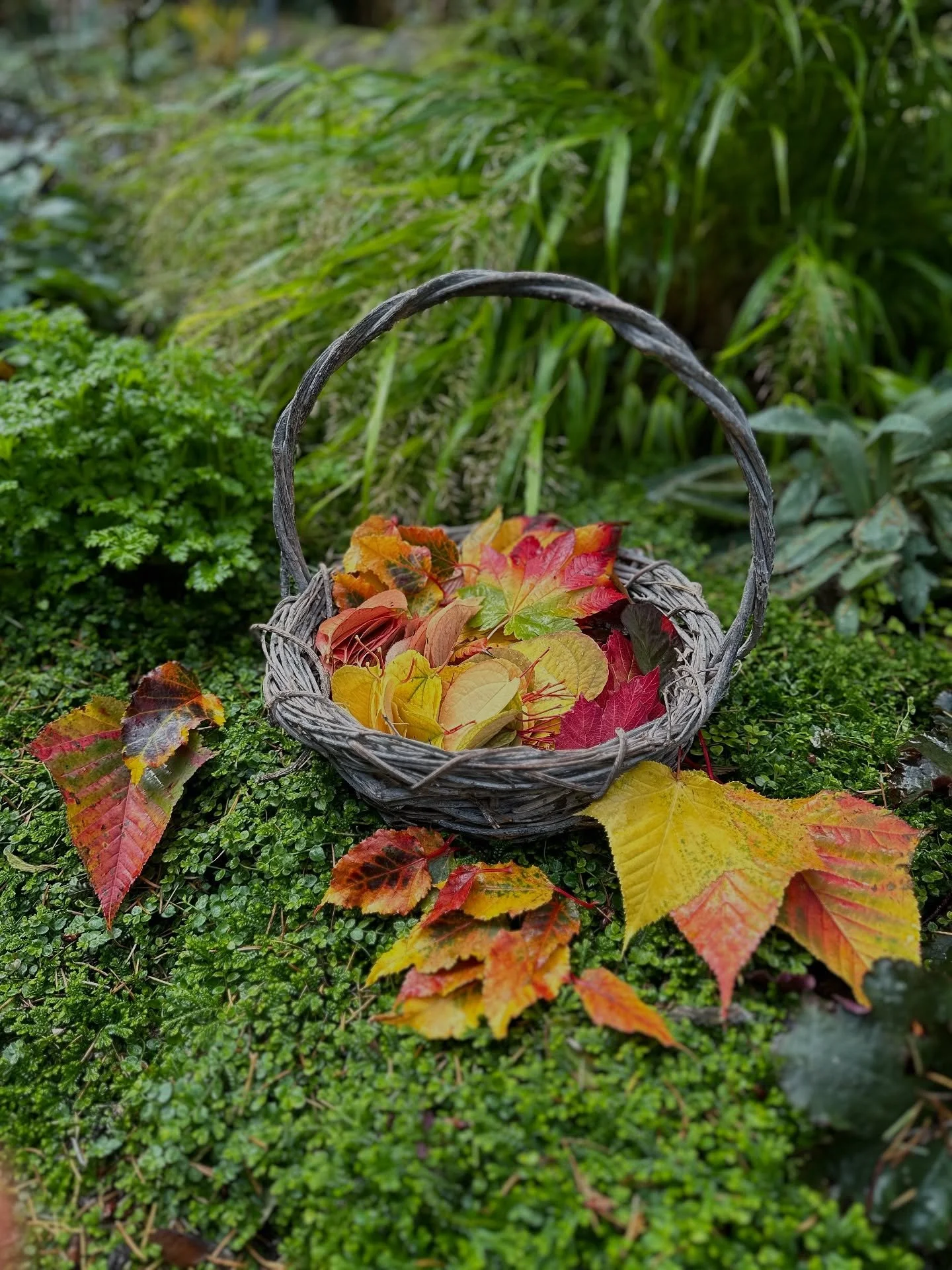 I love the signs of change that autumn ushers in. I also love collecting all sorts of natural things in my garden for crafty projects. Pressing leaves is so satisfying! You can use them to make cards, table decor scatter, hodge-podge on any surface;