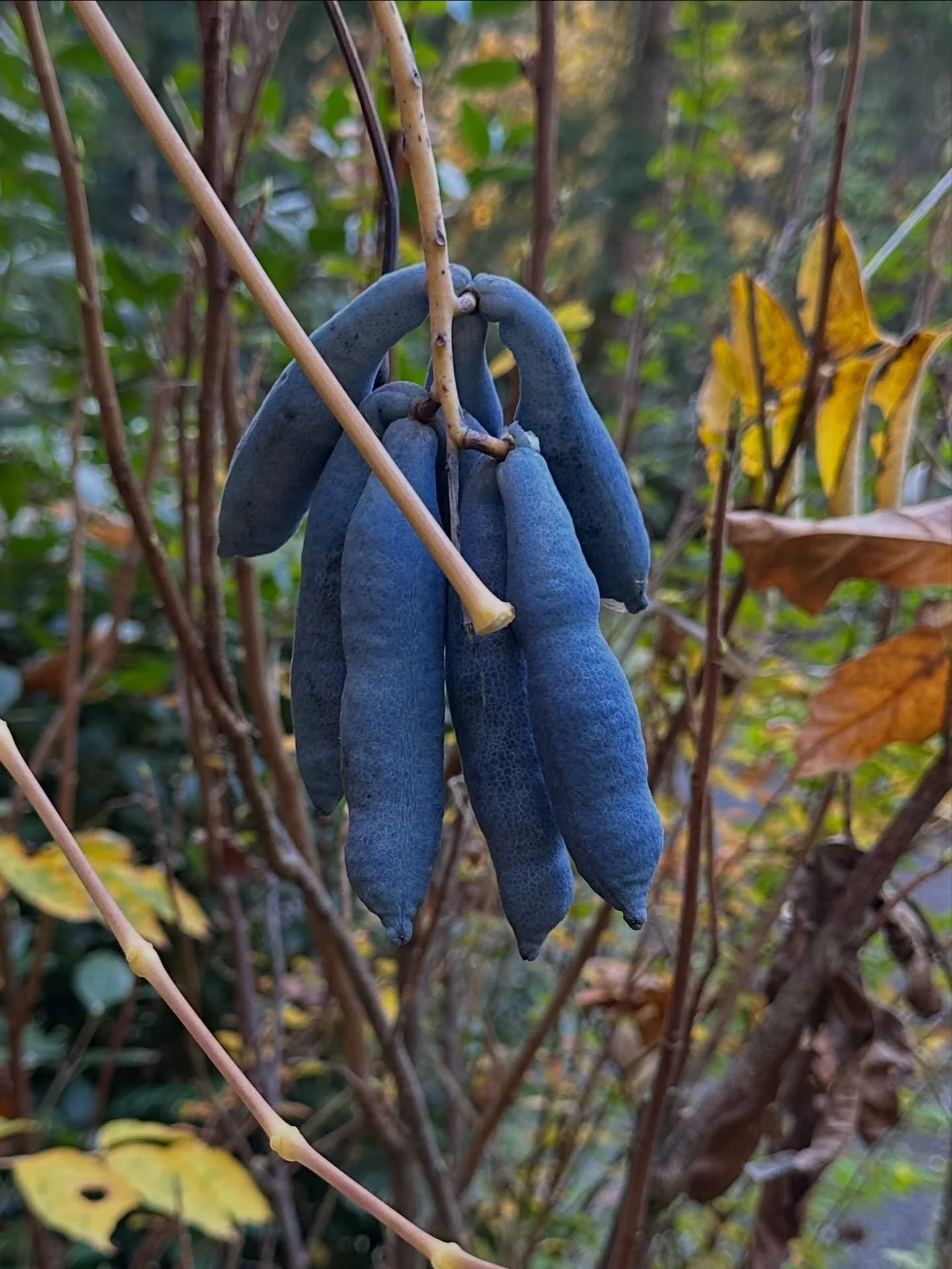 Proud gardener moment: it finally fruited! Decaisnea fargesii, also known as Dead Man&rsquo;s Fingers or Blue Sausage Fruit, is a deciduous shrubby tree with tropical foliage and these unique pods full of edible goo. The fruit matures around Hallowee