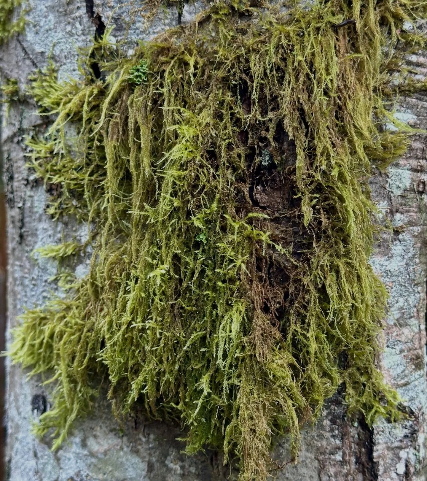 The moss is mossin! #pnwgardening #moss