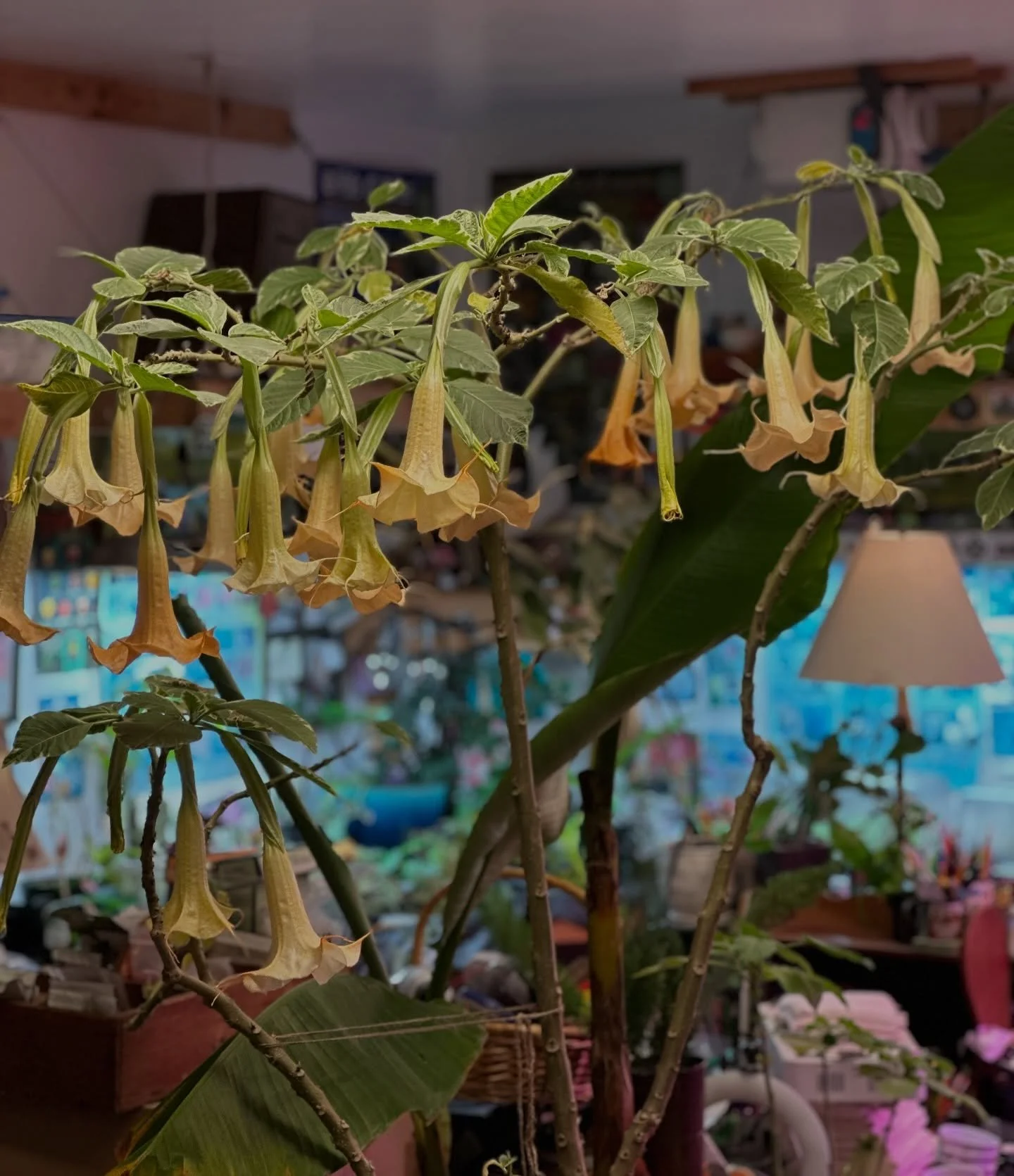 What&rsquo;s blooming in the garage right now?
Brugmansia. In January. Go home girl, you&rsquo;re drunk 🥴

She started as a 6&rdquo; cutting back in 2016 and has spent every winter getting dragged into the garage. Right now she&rsquo;s over 7&rsquo;