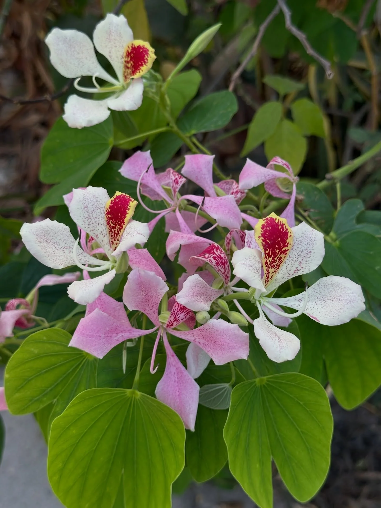 Snapped a few shots of flowers in Mexico- looking at them today certainly brightens up the misty gray day here in the pnw. Although, there is no place like home 👠👠 #mexico #tropicalflowers
