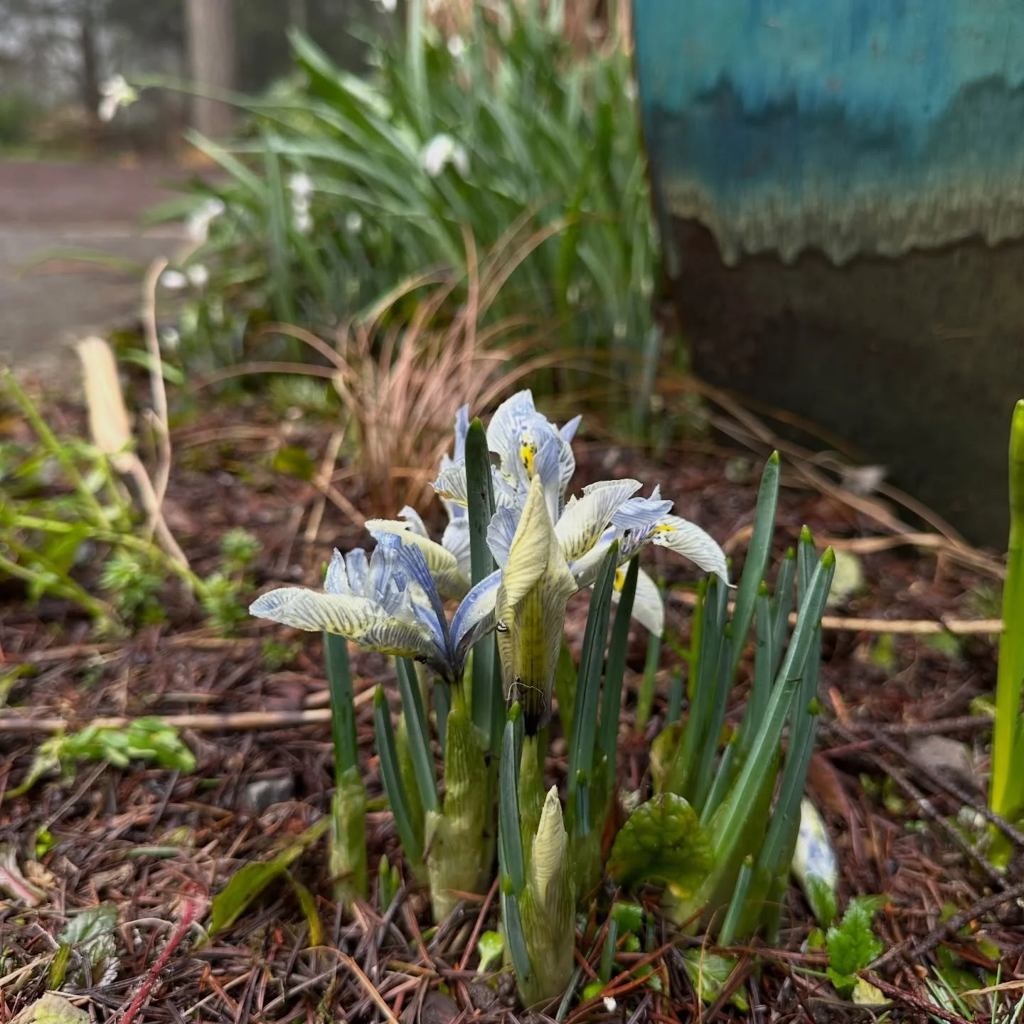 Go Hawks- Super Bowl LX champs!! Here&rsquo;s some blue and green in the garden right now : &lsquo;Katharine Hodgkin&rsquo; dwarf iris and double snowdrops FTW! #springflowers #snowdrops #springbulbs #goseahawks