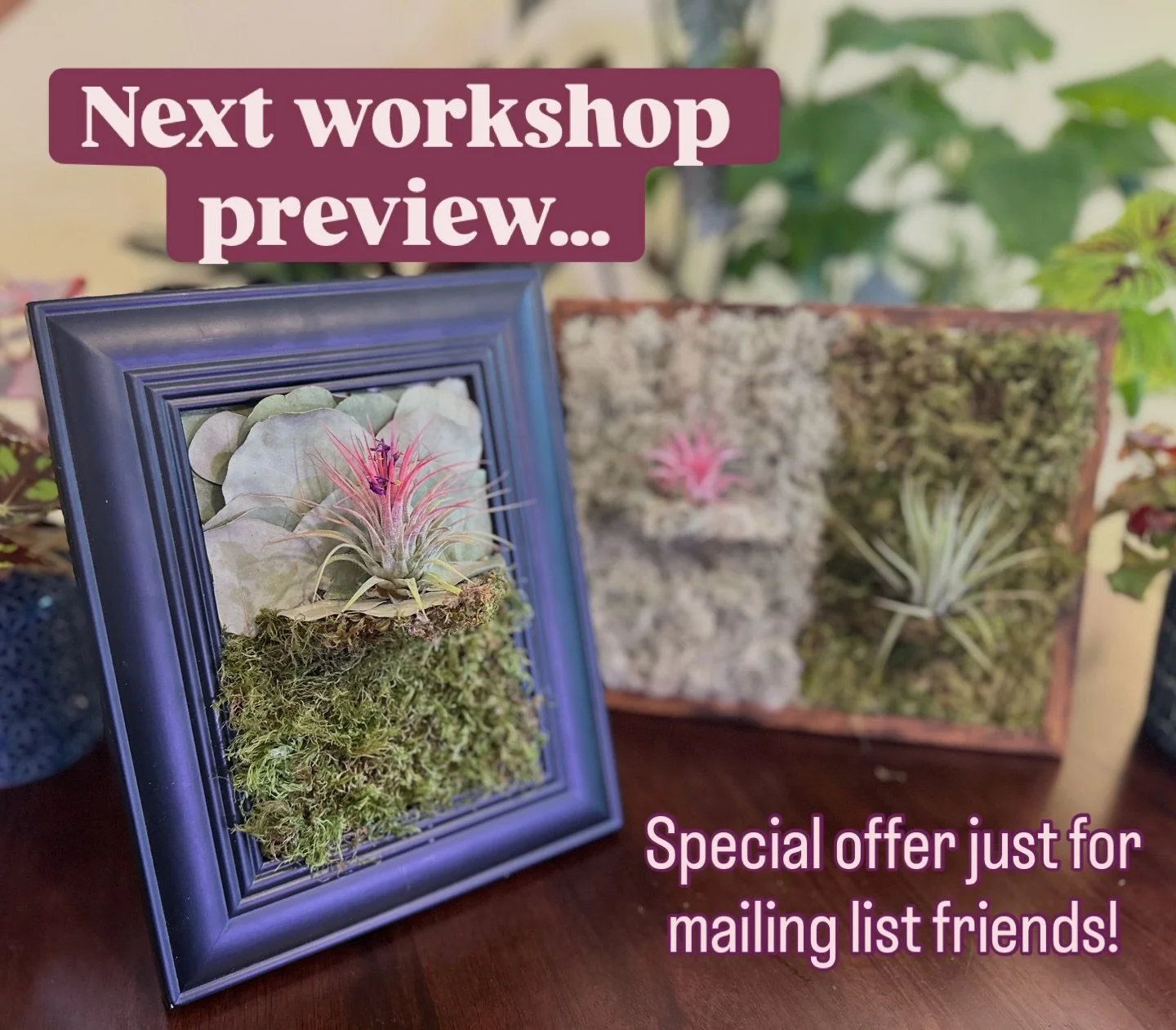 Check your email plant friends for early access and an exclusive code for something extra special! Join the cool plant mailing list by visiting my website; link in bio #plantworkshop #botanistaworkshop #airplants #moss #livingart
