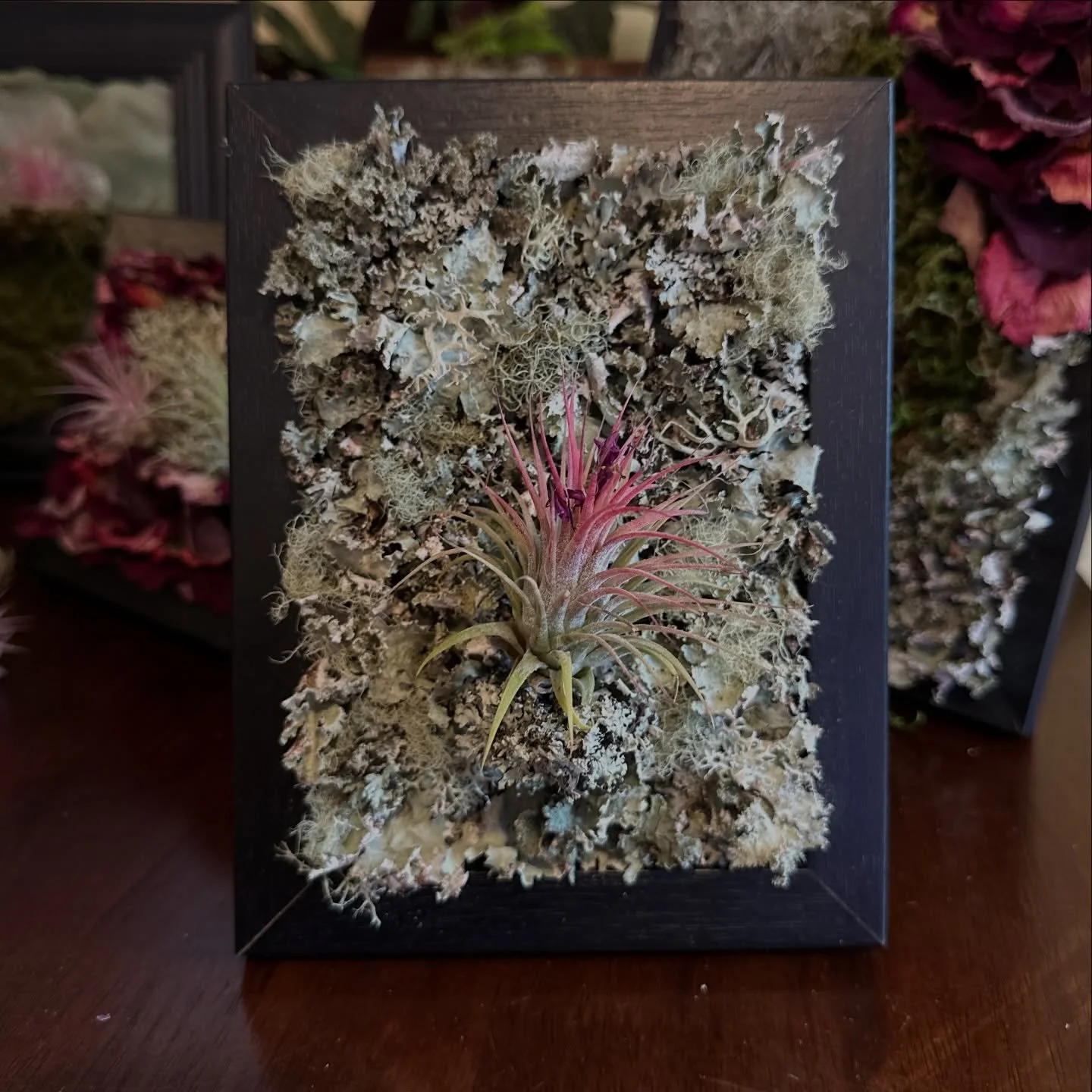 Here&rsquo;s a monochromatic design with a wide variety of lichen textures, tints, tones and shades! #plantworkshop #botanistaworkshop #livingart #airplants