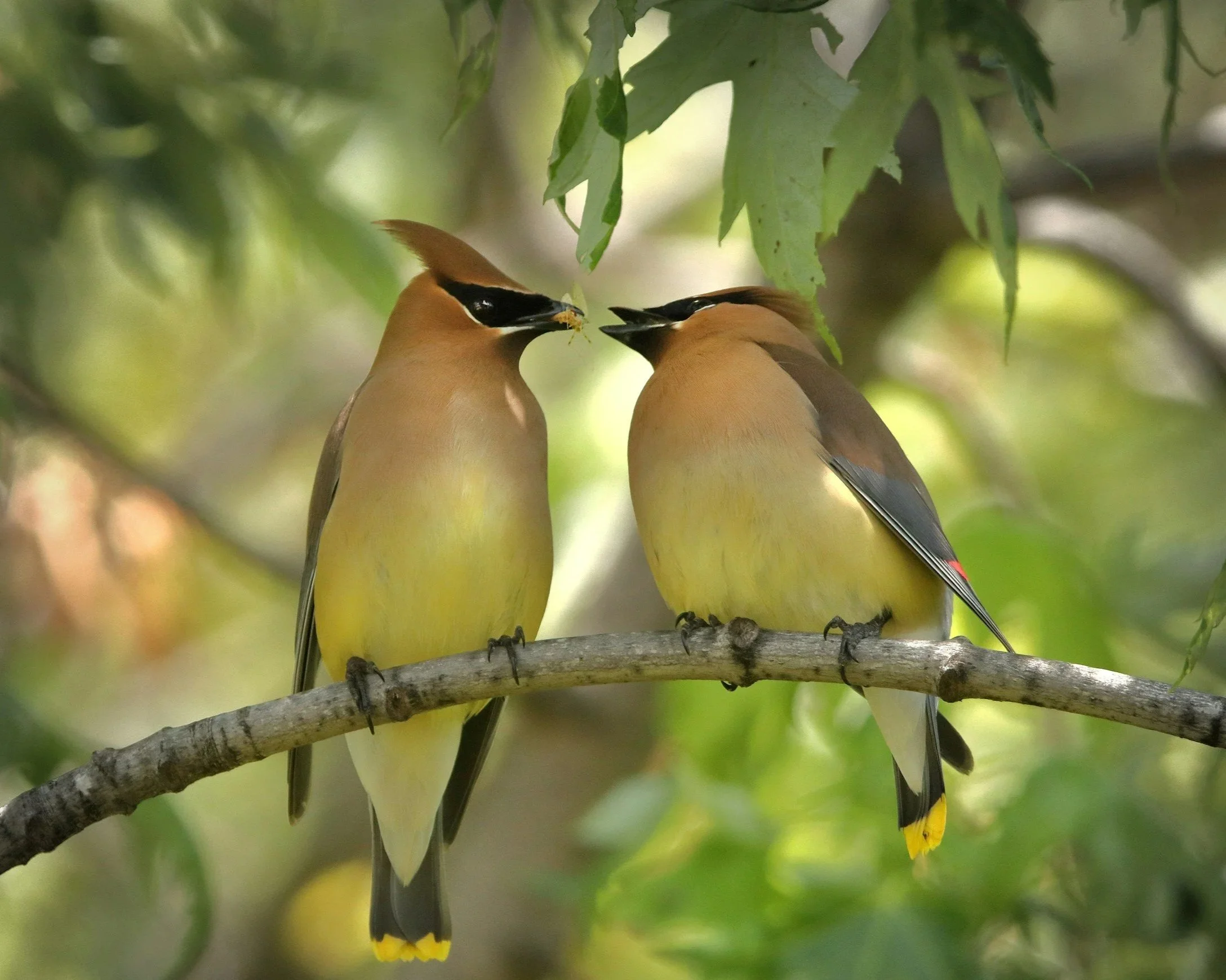 Botanista Bird Blog Profile: Cedar Waxwing