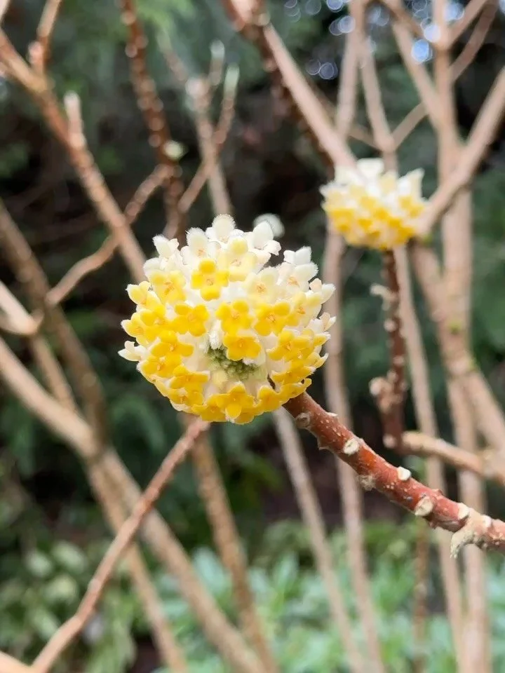 Every year my Edgeworthia chrysantha &lsquo;Nanjing Gold&rsquo;, known as Paperbush, grows larger and fills in with more giant, chunky blooms. It is a unique late winter flowering shrub with fragrant clusters on naked branches. Some say it&rsquo;s a 
