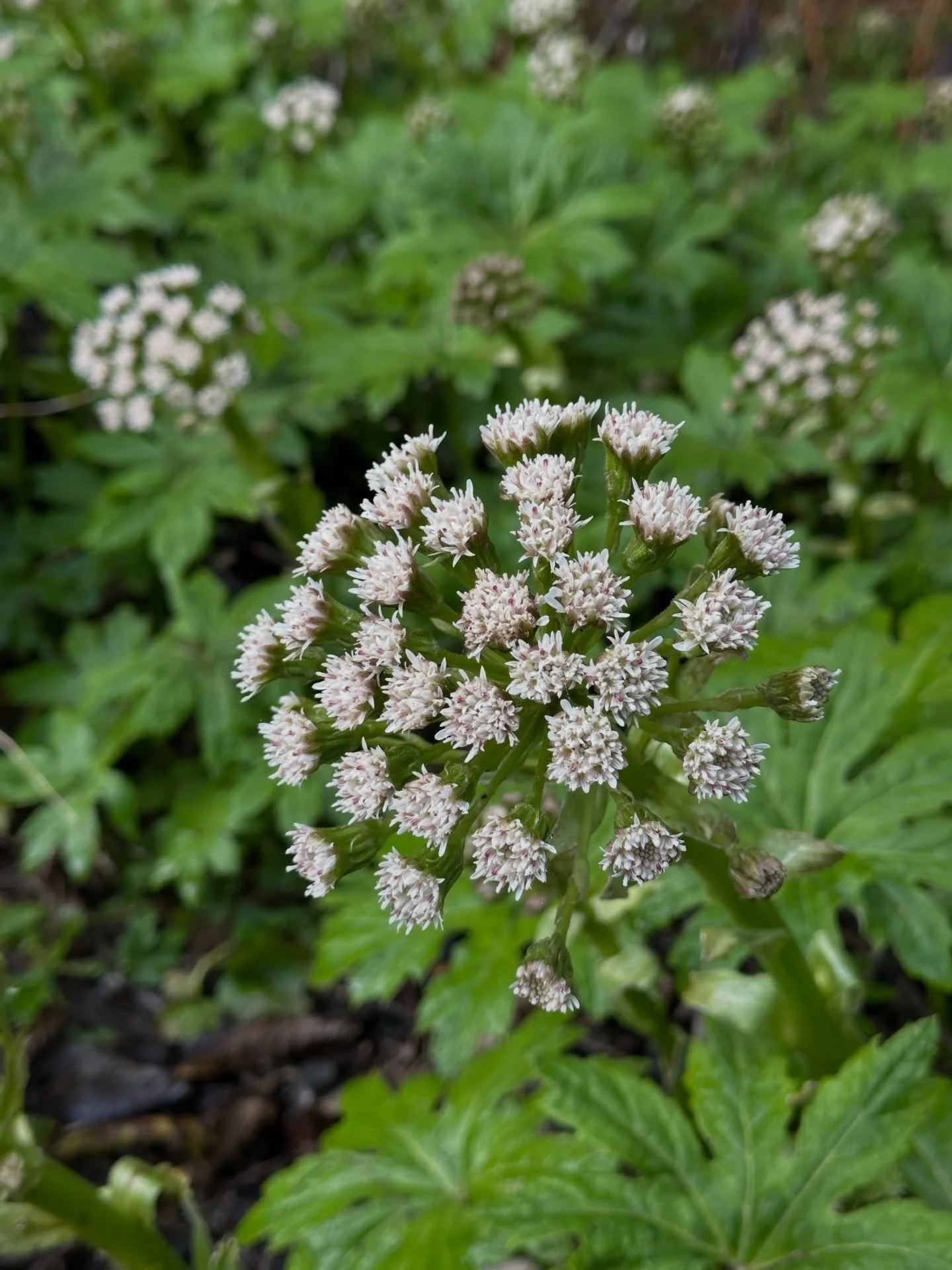 Petasites starts popping up in February here in the PNW. You can spot them in boggy, wet areas. The white flowers are a cheery welcome along the forest trails this time of year. Fun fact, they are dioecious meaning there are separate male and female 