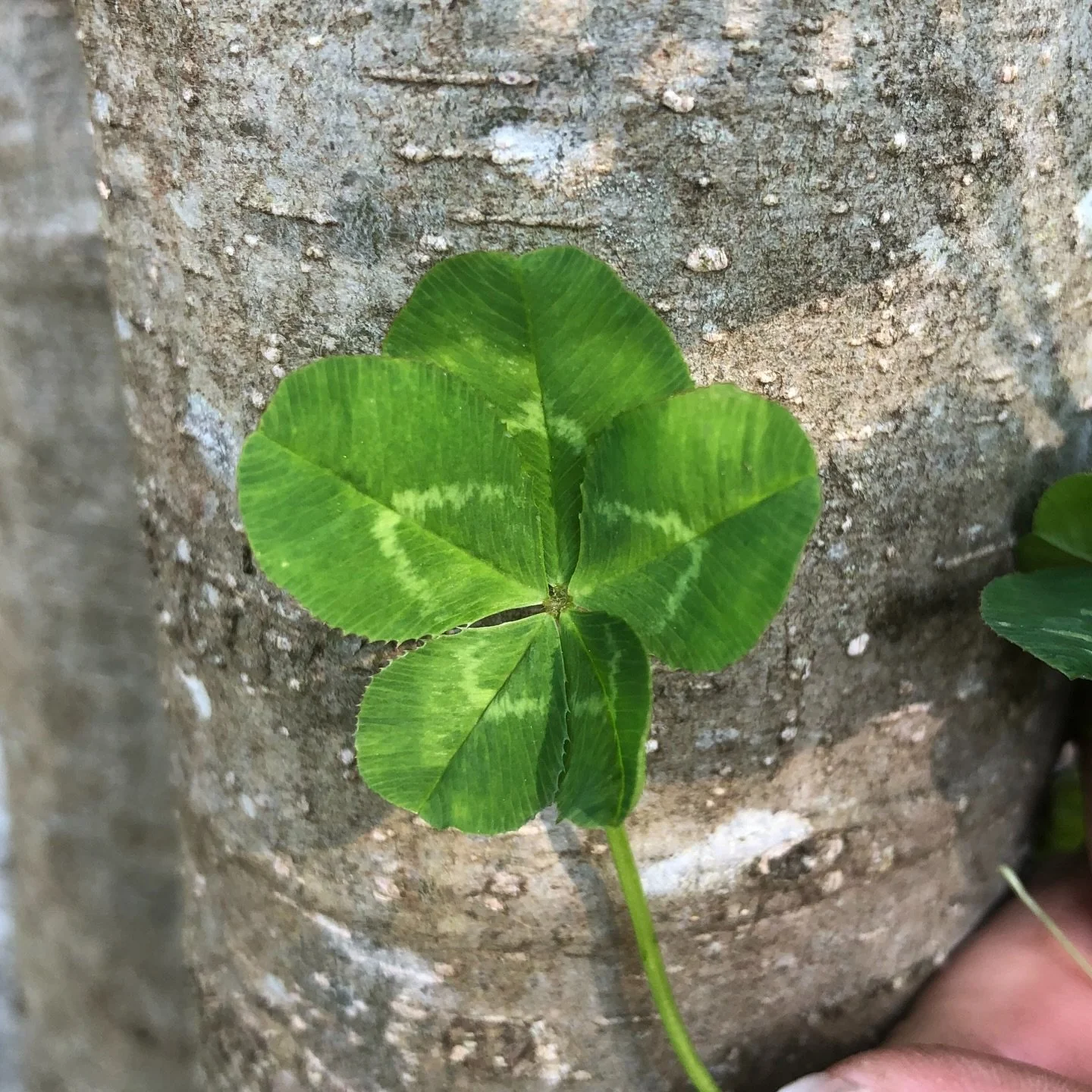 Happy St. Patrick&rsquo;s Day🍀

I&rsquo;ve been asked how I find so many lucky clovers and truly it&rsquo;s because I&rsquo;m outside a lot! And I love I-spy 👀

I looked it up and the probability of finding one is about 1 in 1,000 (some say 5,000&n