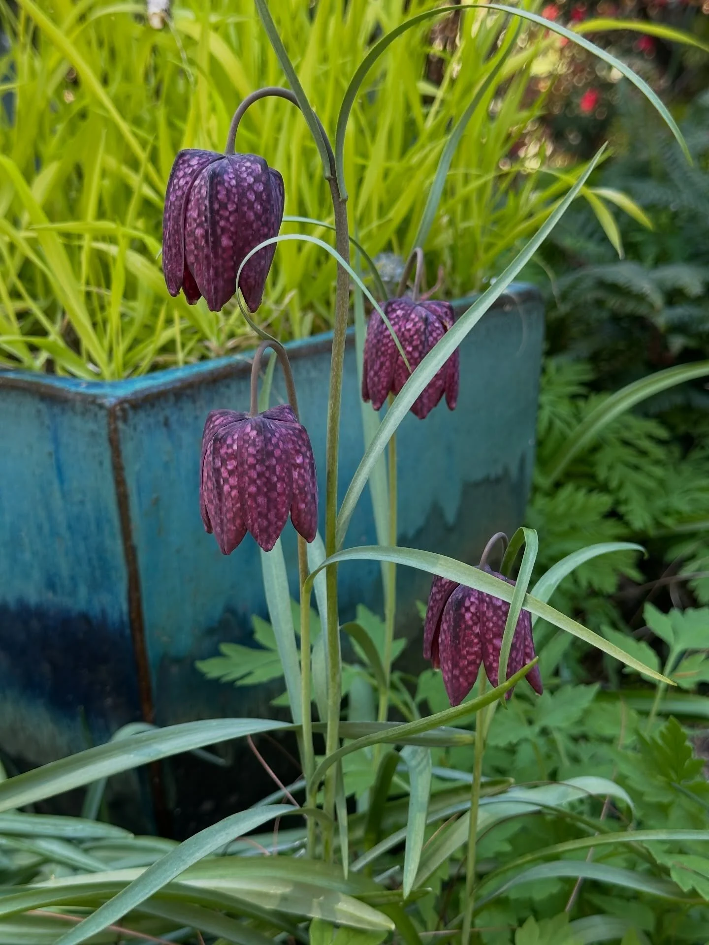 April showers bring May flowers, right? Spring is fabulous and if it weren&rsquo;t for the allergies, I&rsquo;d be outside non-stop so I appreciate the rain knocking some of that pollen down. Here are a few pics from the garden. Fritillaria meleagris