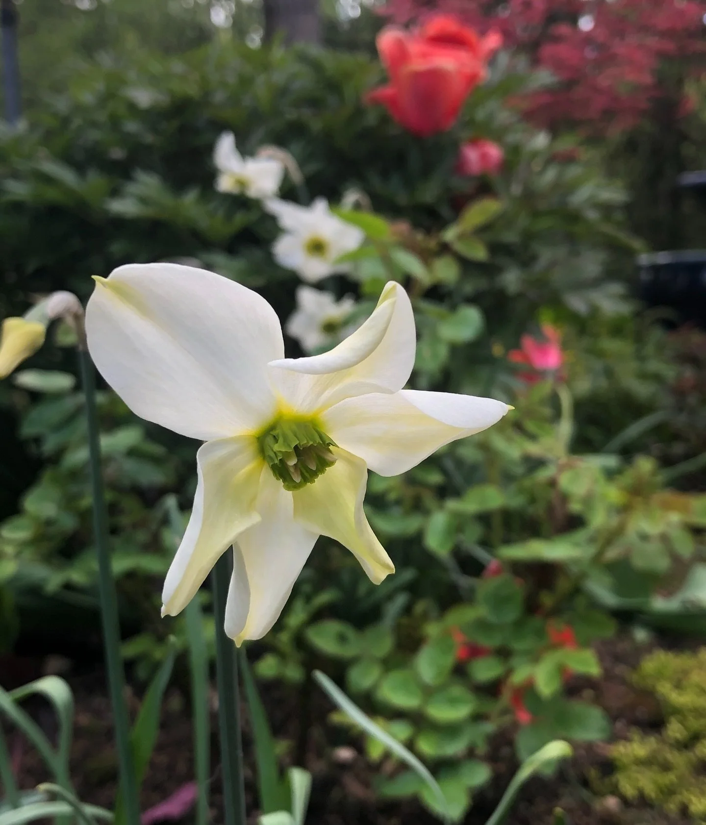 He&rsquo;s green! &lsquo;Sinopel&rsquo; is a favorite of mine #daffodil #springflowers #pnwgardening #botanistaplantpick