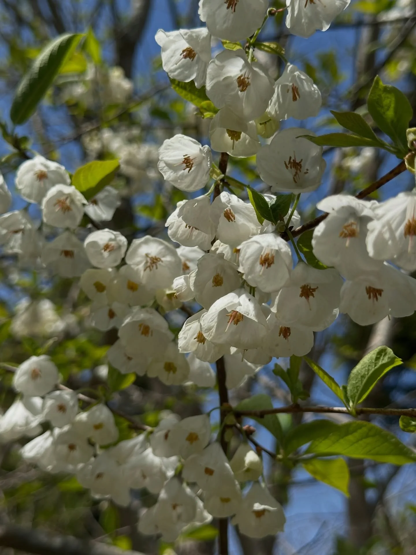 Spring is poppin&rsquo; on the east coast! The us native Halesia (silverbell tree) is so charming and at first glance I thought it was a Japanese snowbell- what do you know, they are in the same family #styracaceae  #halesia