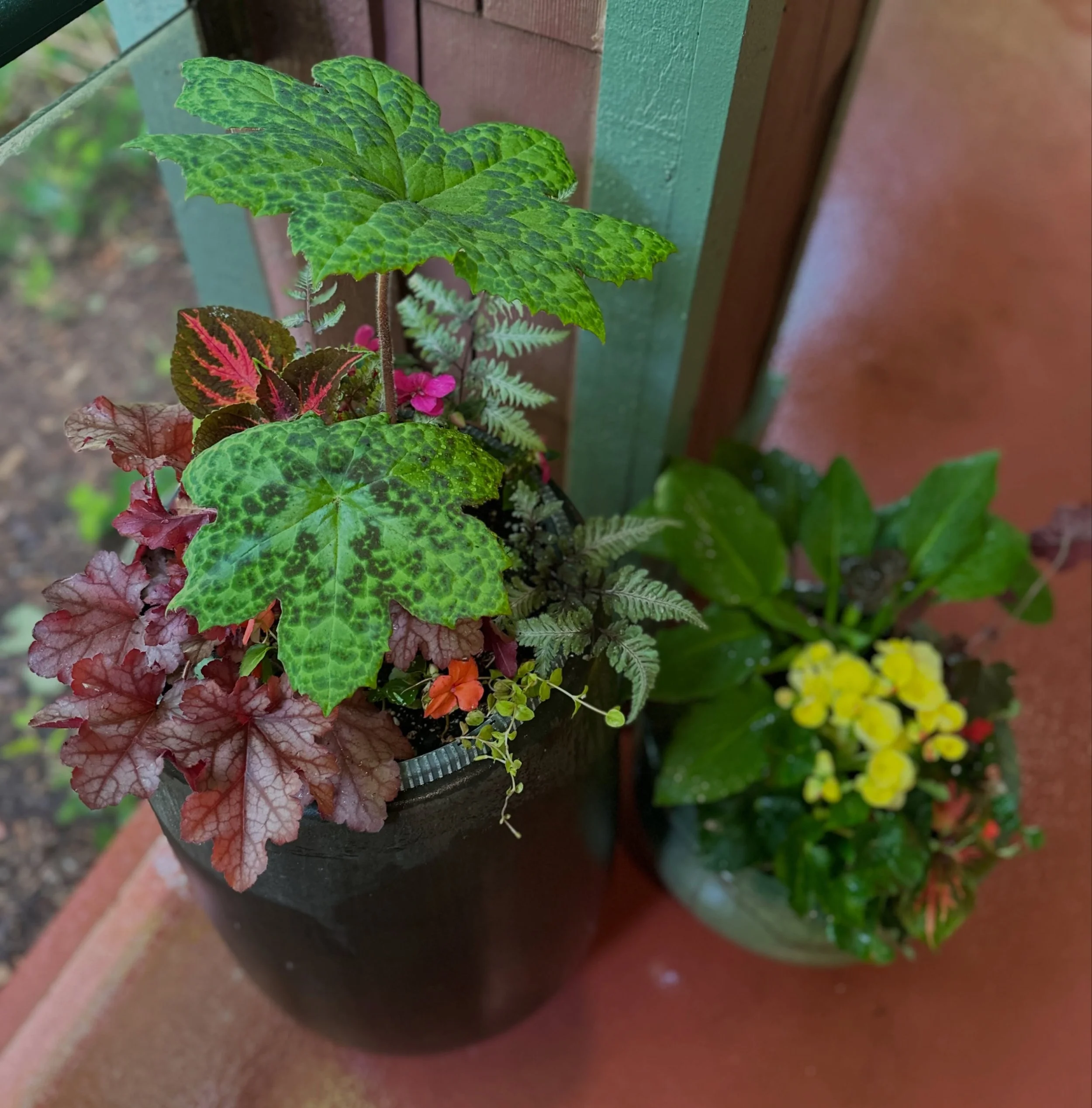 Favorite shady container duo (so far) this season! #containergardening #shadegarden #pnwgardening #podophyllum